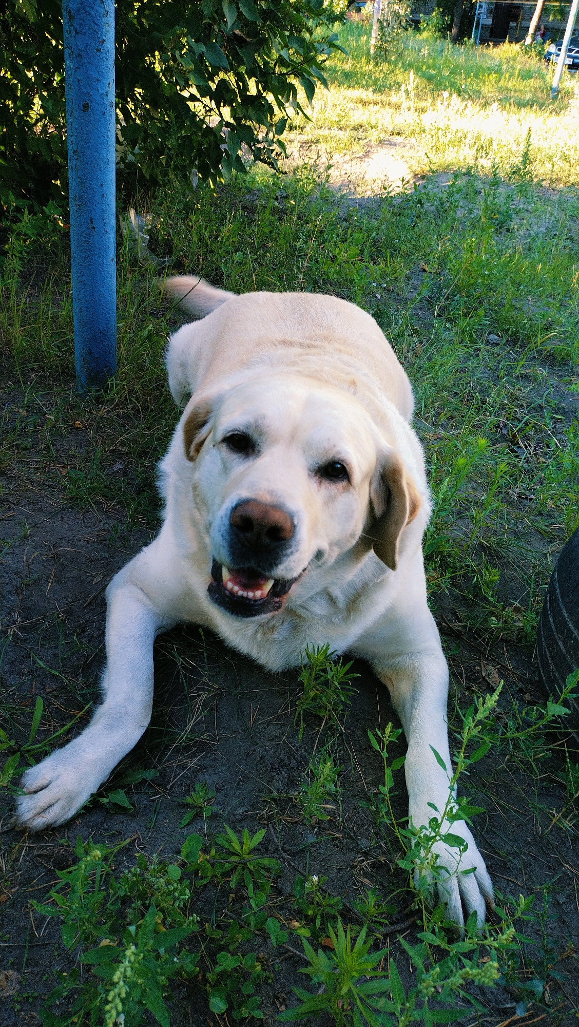 A light-colored Labrador Retriever lies on its stomach in a patch of green grass, with a blue pole to its left and a dark tire to its right. The dog faces the camera, its mouth slightly open, with its tongue visible. Sunlight illuminates the scene, casting shadows and highlighting the texture of the dog's fur and the surrounding environment. The background shows more grass and some out-of-focus foliage, suggesting an outdoor, possibly urban, setting. The image was taken in the city of Horishni Plavni, Ukraine.