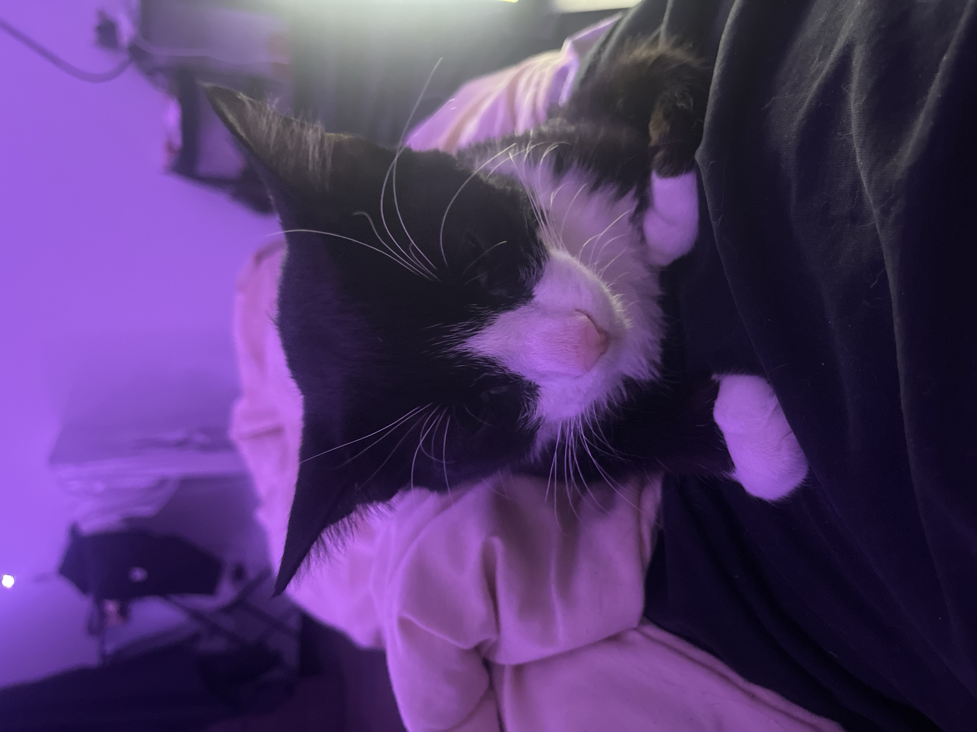 A black and white cat rests in someone's arms, with its face visible and paws resting on a dark fabric. The background features a blurred room interior with ambient purple lighting. There is no indication of Saint Petersburg, Russia, in the image.