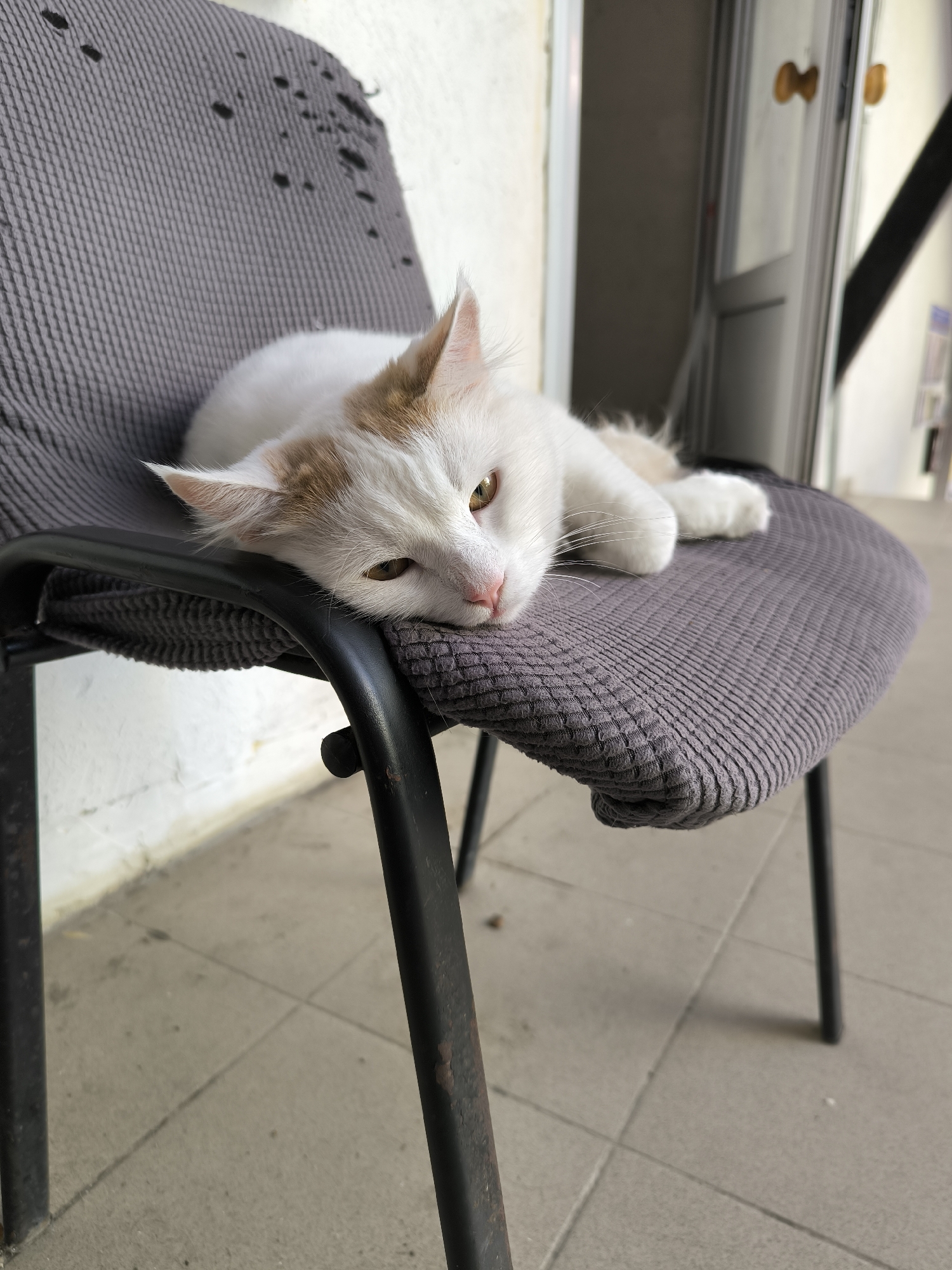A white and tan cat rests on a gray fabric-covered chair, its head propped on its paws. The cat appears to be relaxed or possibly sleeping, with its eyes partially closed. The chair has visible signs of wear and tear, with some dark marks on the backrest. The background includes a white textured wall and a tiled floor, suggesting an outdoor or semi-outdoor setting. A doorway and part of a building's exterior are visible to the right. The scene is captured in daylight, with soft shadows indicating indirect lighting. The cat is the primary subject, positioned centrally on the chair, which itself is the dominant object in the foreground. The overall impression is one of domestic tranquility or a moment of rest for the animal.