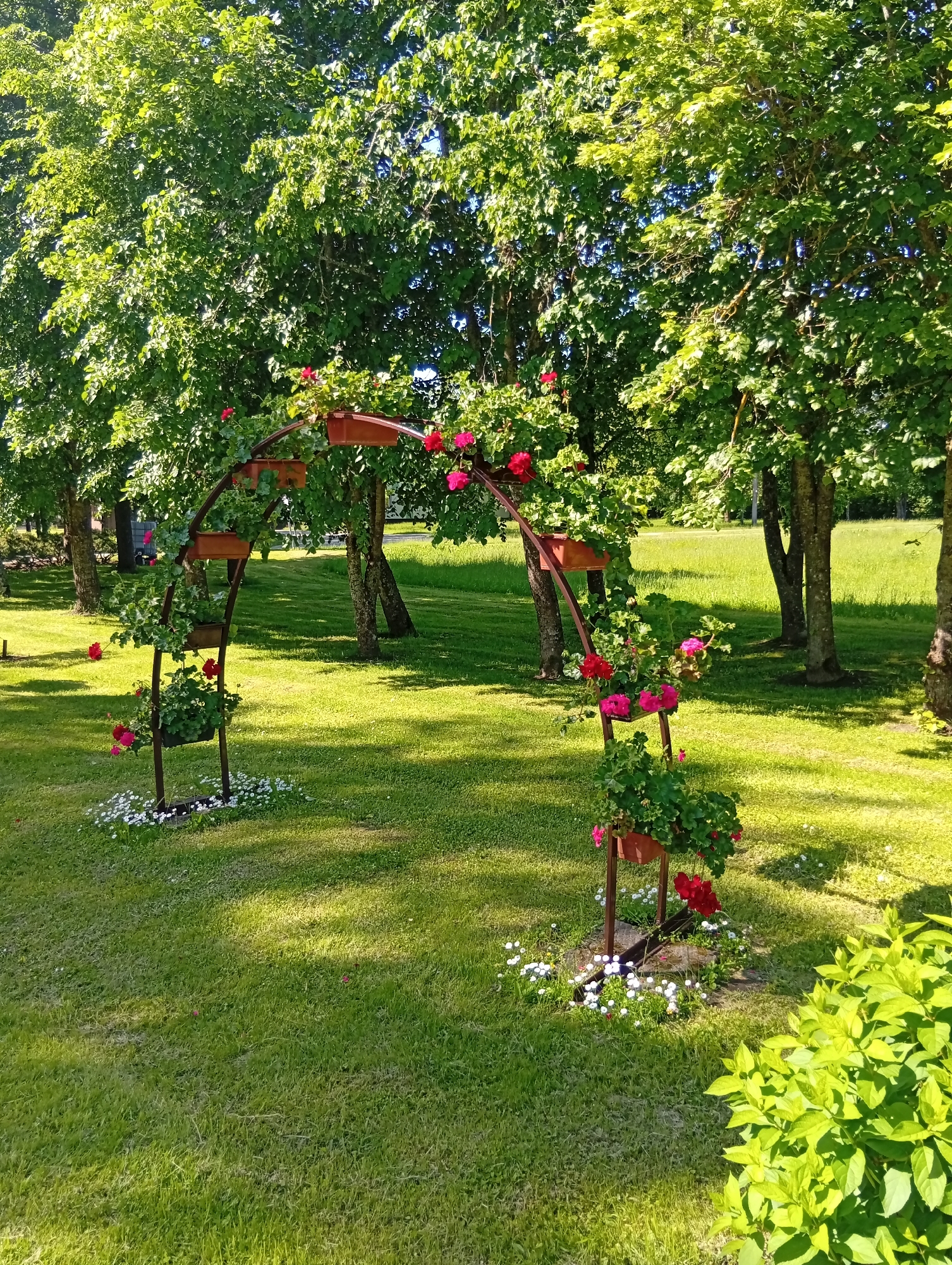 The image shows a garden arch decorated with potted plants and flowers. The arch is made of dark metal and is adorned with several brown pots holding green plants and pink and red flowers. Small white flowers are scattered at the base of the arch. The arch is situated on a lush green lawn with several trees in the background, casting shadows on the grass. Sunlight filters through the leaves of the trees, creating a dappled effect on the lawn. In the foreground, to the right, is a bright green shrub. The scene depicts a serene outdoor setting, possibly a backyard or a park in Dirvonėnai, Lithuania, given the context. There are no people or animals visible in the image.