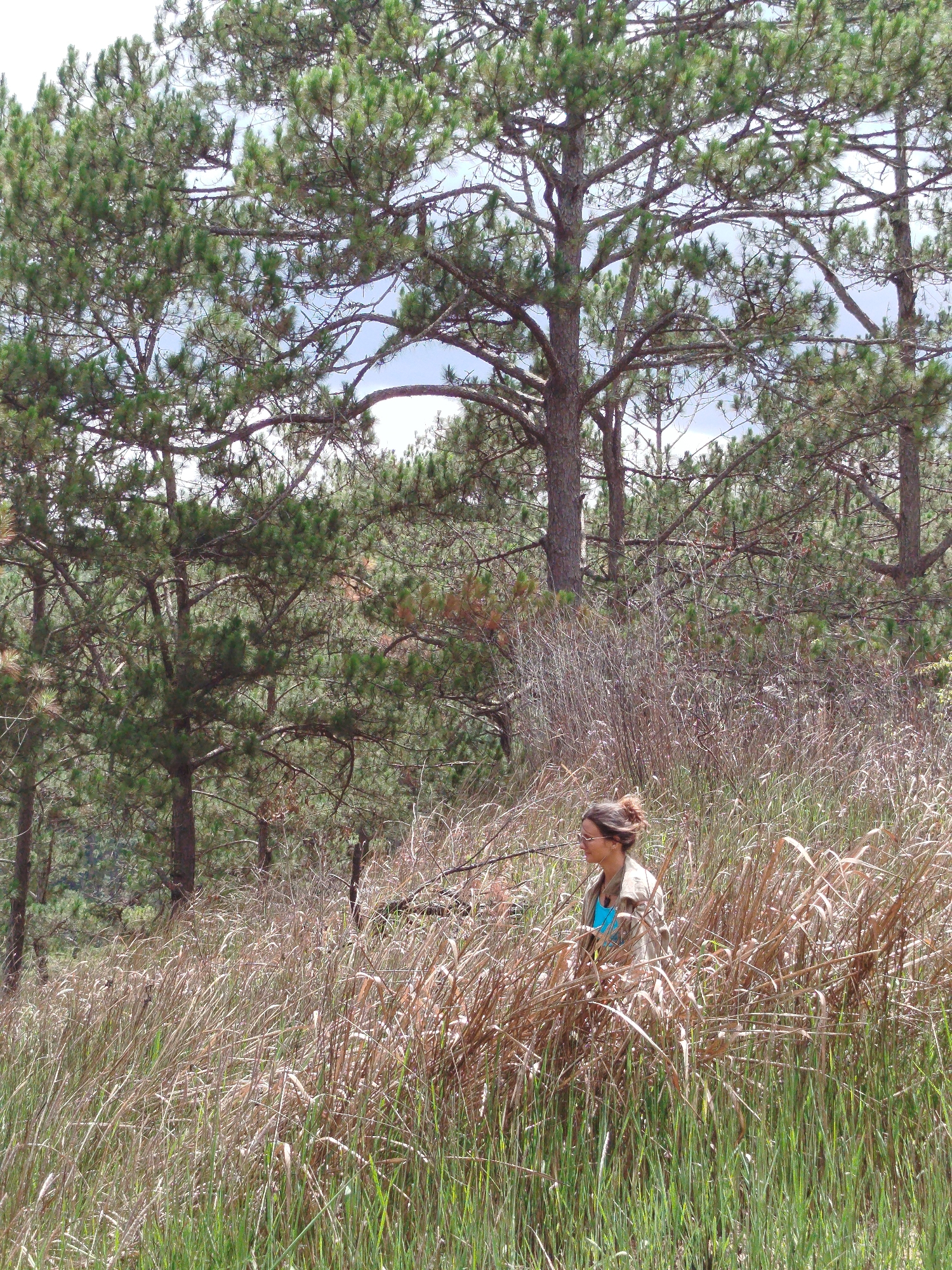 The image shows a woman standing in tall grass in a landscape with scattered pine trees. The location is Tuý Sơn, Vietnam. The woman has her hair up in a bun and is wearing a light-colored jacket over a blue top. The grass is a mix of green and brown, suggesting different stages of growth or dryness. The pine trees are visible in the background, providing a sense of depth to the scene. The sky is partially visible through the tree branches, indicating daylight.