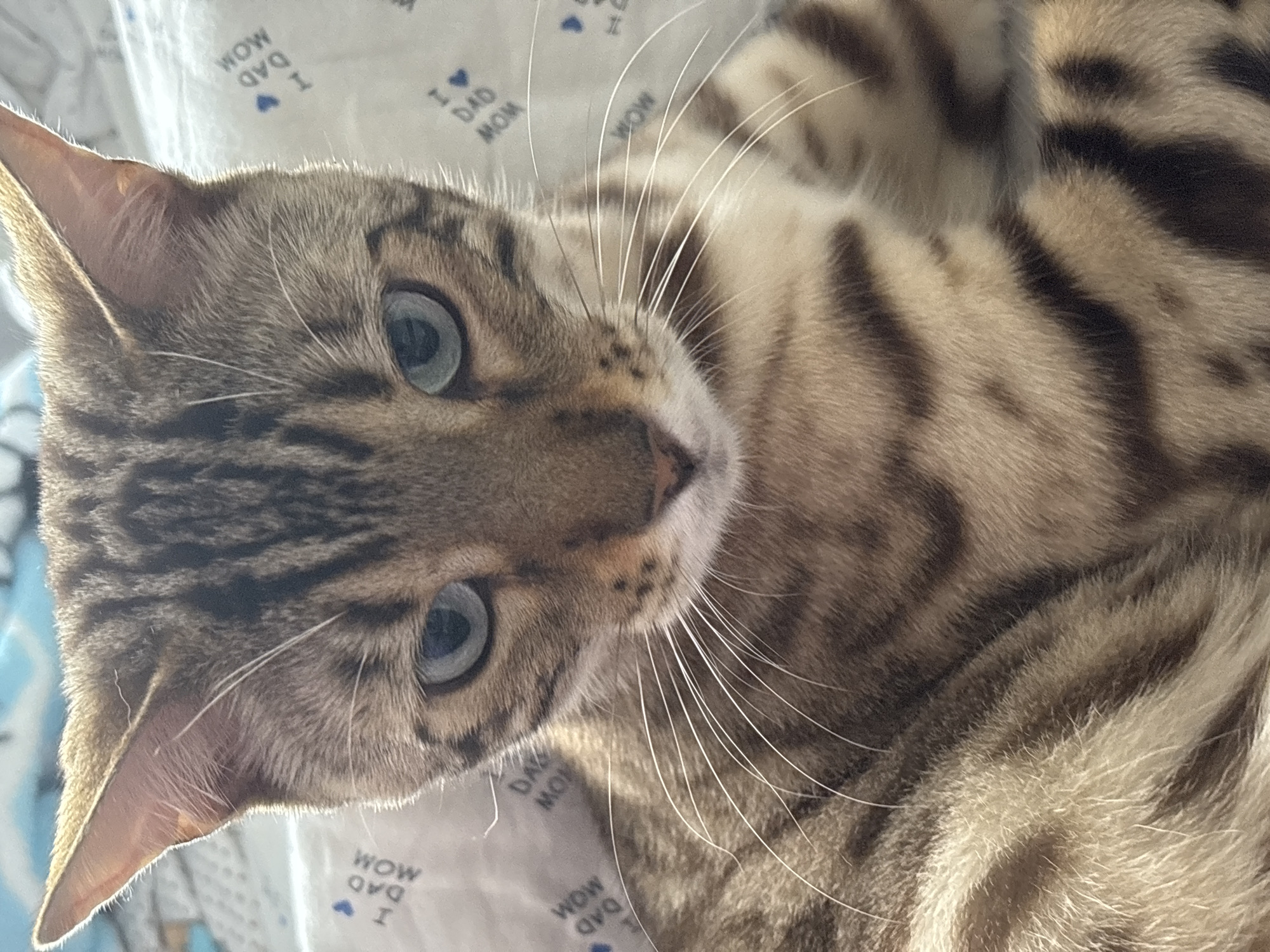 The image is a close-up portrait of a Bengal cat with blue eyes and distinctive spotted markings. The cat is looking downwards with a serious expression. The background is out of focus and appears to be a patterned fabric with text that includes "I DAD MOM". There is no discernible indication of the city of Noviy, Russia, or any other geographical location. The scene is static, with the cat as the sole subject.