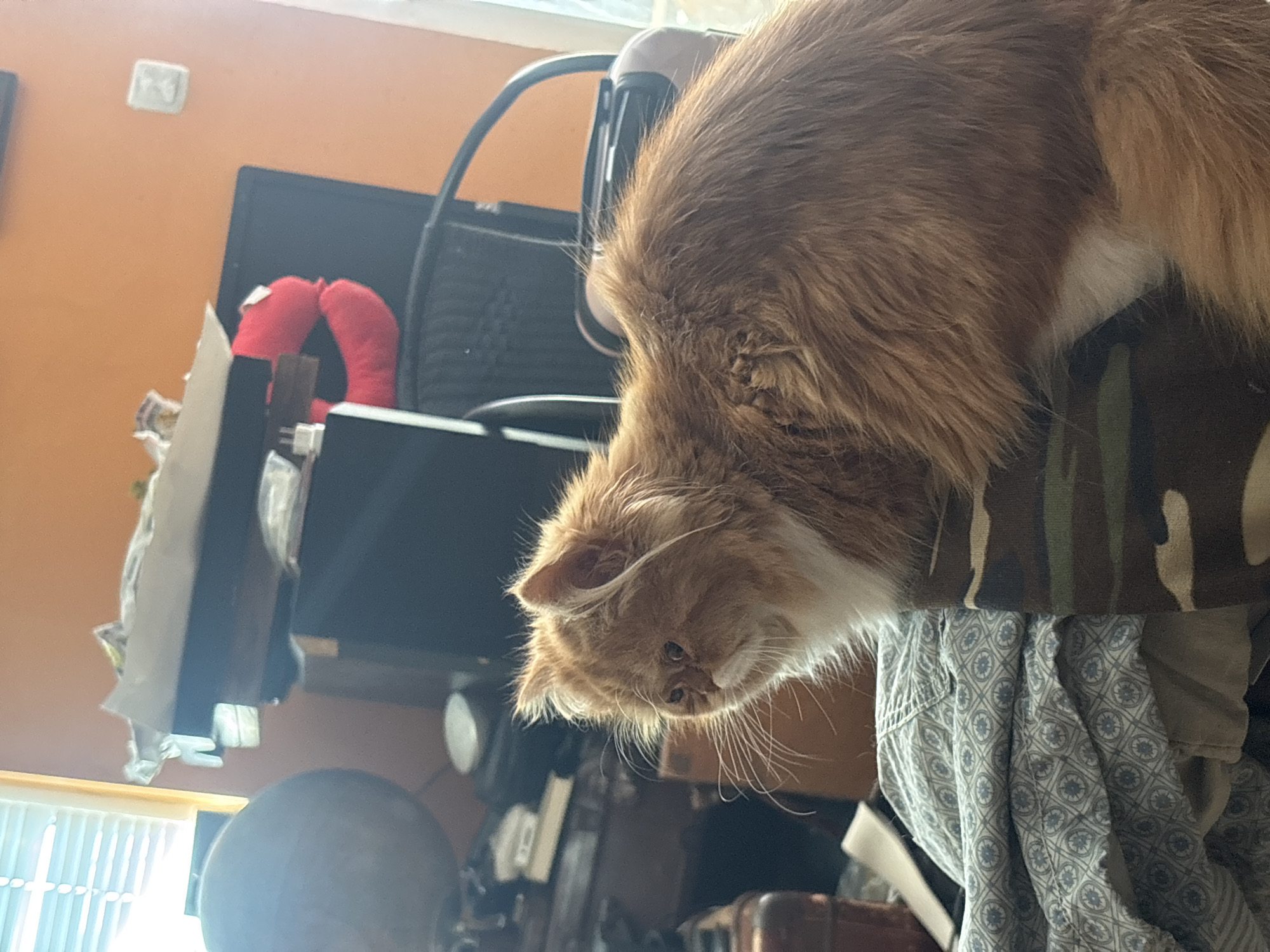 An orange and white cat with long fur is pictured indoors, sitting on a patterned surface, possibly a bed or sofa. The cat is facing left and is mostly in profile. The background shows a room with an orange wall, a window with blinds, a desk or table with various objects, and a black chair. A red, heart-shaped pillow is visible on the desk. The lighting suggests it is daytime.