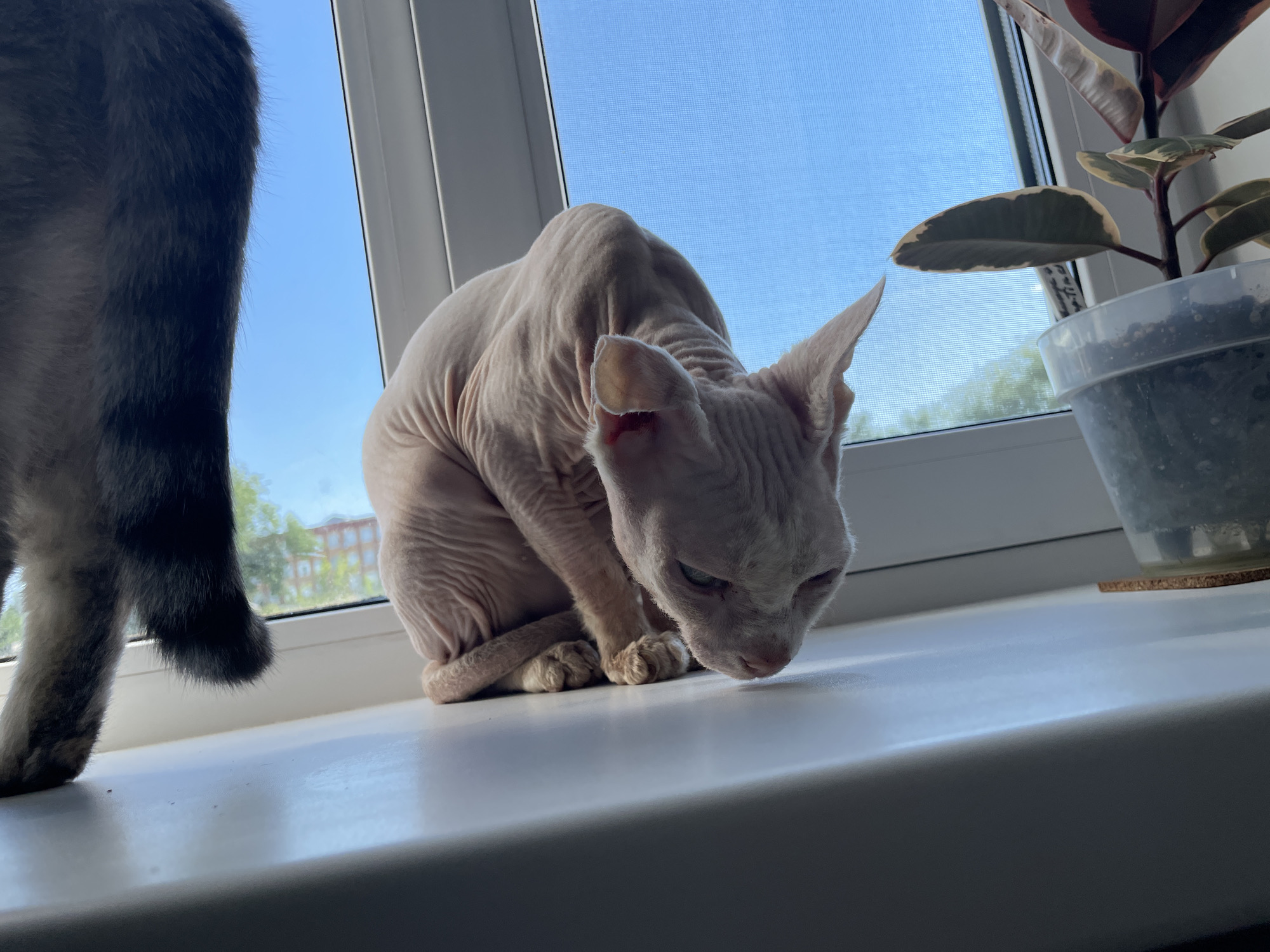 A Sphynx cat is crouched on a windowsill, its pink, wrinkled skin visible. The cat is looking down at the windowsill, its head lowered and its eyes partially closed. To the left of the Sphynx cat, a portion of a dark gray, furry cat's tail is visible. Behind the cats, a window reveals a bright blue sky and some green trees and buildings in the distance. To the right of the Sphynx cat, a potted plant with large green and red-edged leaves sits on the windowsill. The windowsill appears to be made of a white material. The scene is well-lit, with sunlight coming from the window. The image was taken in Bazarnyy Karabulak, Russia.