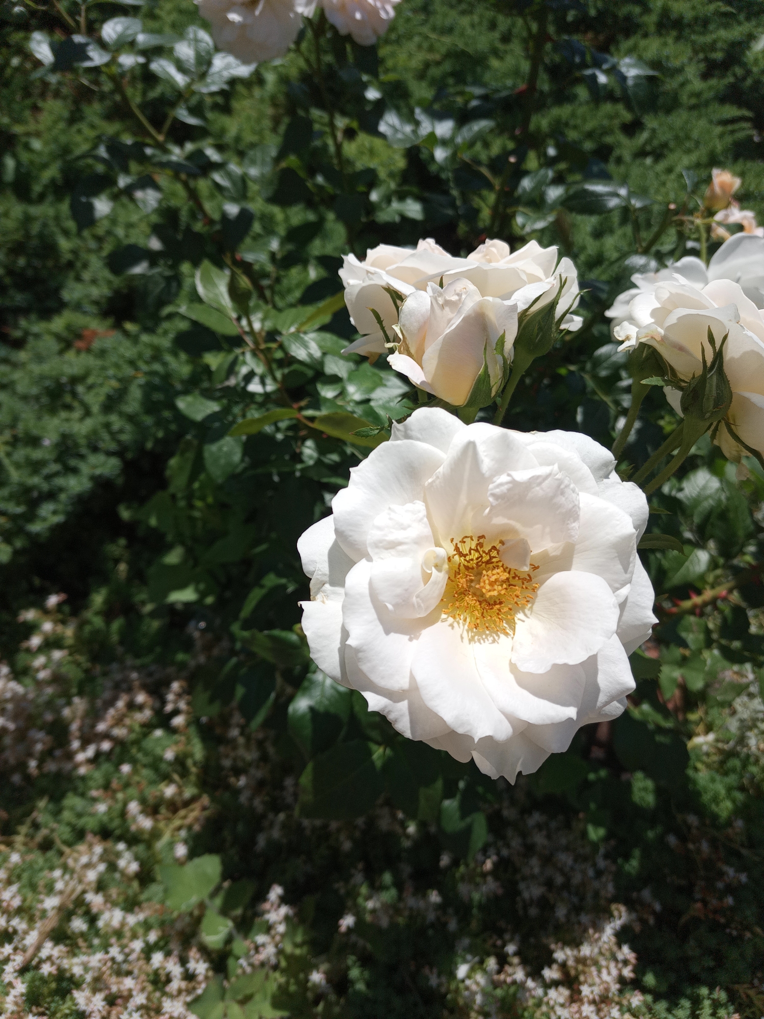 This media file shows a close-up view of several white roses in bloom, set against a backdrop of green foliage and a darker, out-of-focus background. The primary subject is a large, fully opened white rose positioned in the foreground, slightly to the right of center. Its petals are delicate and layered, with a bright yellow center that is clearly visible. To the left and behind this main rose, there are two other white roses, one of which is partially open and the other is a closed bud. Further back and to the right, another partially opened white rose can be seen.
The roses are growing on a bush with green leaves and stems, some of which are thorny, characteristic of a rose plant. The ground in the lower left corner is covered with small white flowers and green ground cover, suggesting a garden setting. The lighting indicates it is daytime, with bright sunlight casting shadows and highlighting the textures of the petals and leaves. The overall mood is peaceful and serene, evoking a sense of natural beauty. There is no visible text in the image. The scene appears to be outdoors, likely in a garden or park, on a clear, sunny day.