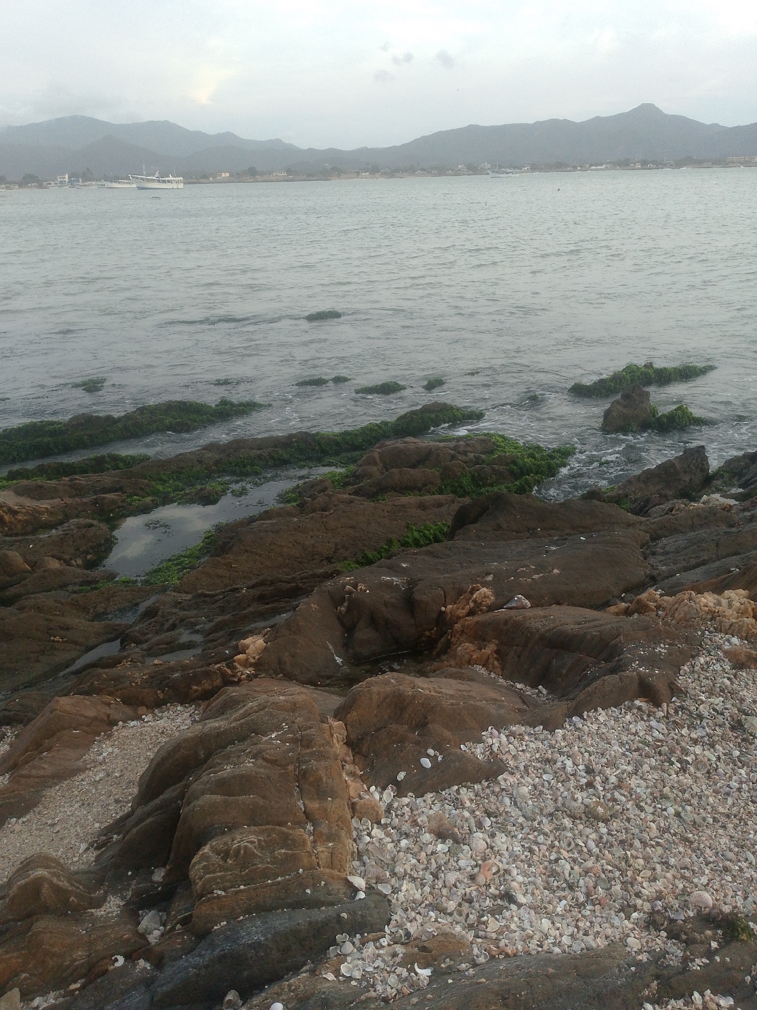 The image depicts a rocky shoreline in Juan Griego, Venezuela. The foreground is dominated by brown, layered rocks intermixed with patches of small, light-colored seashells and some green moss or algae. Tide pools sit among the rocks, reflecting the overcast sky. In the midground, the gray water of the bay extends to the horizon. A small boat is visible on the water. In the background, hazy mountains define the distant landscape. The overcast sky contributes to the muted color palette of the scene.