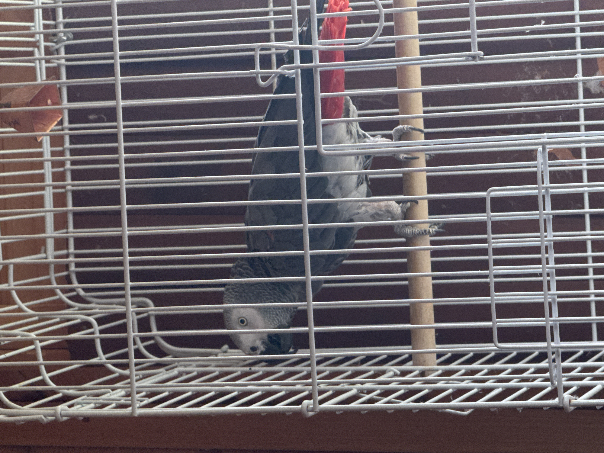 An African Grey parrot is in a white birdcage. The parrot is primarily grey with a white face and a red tail. It is standing on a wooden perch inside the cage. The cage bars are visible, as is the brown background behind the cage. The image does not provide information about the city of Подолино Ст, Russia.