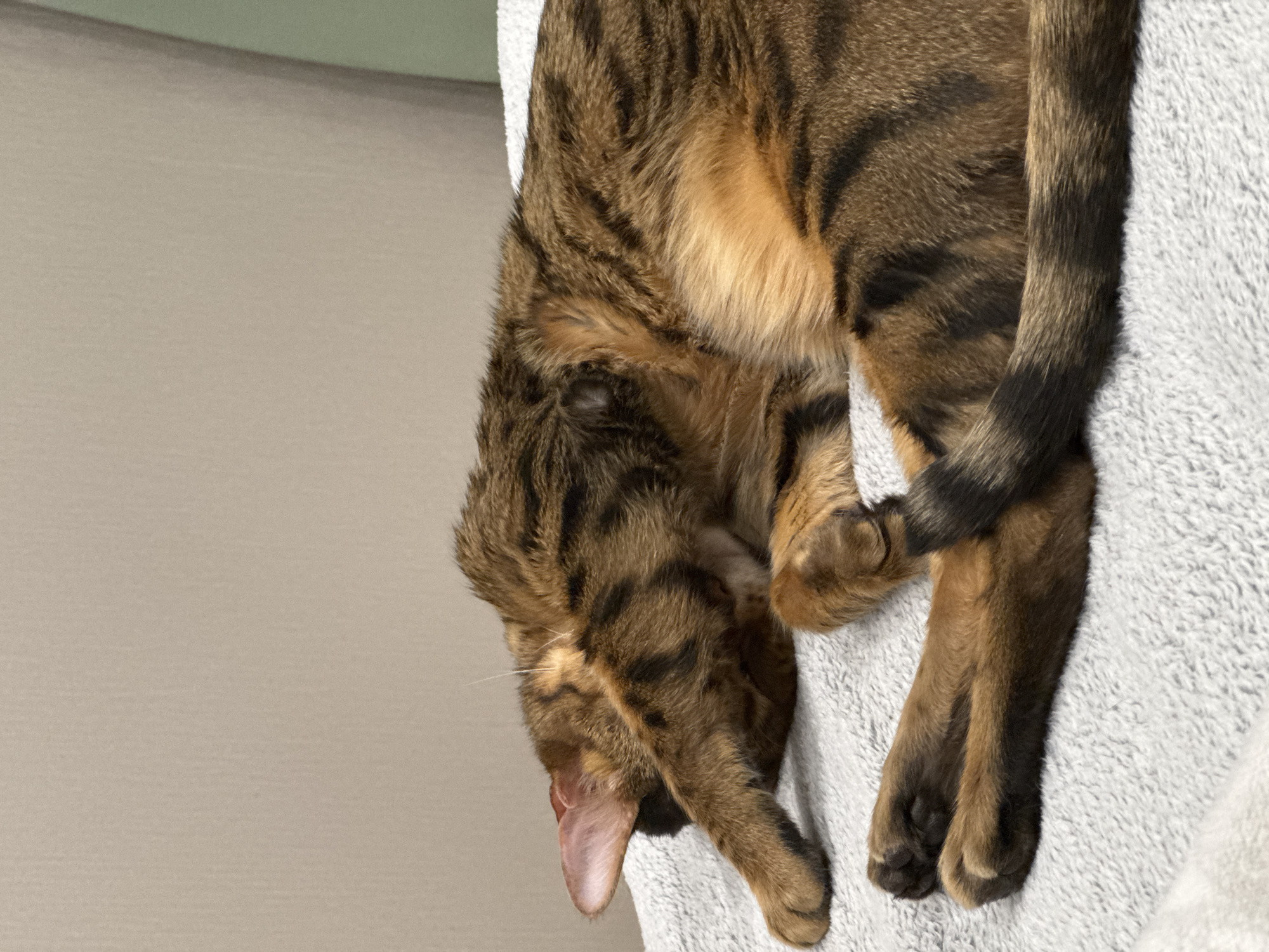 A brown tabby cat is curled up asleep on a light gray, soft blanket. The cat is positioned with its head dangling over the edge of the blanket. The background is a plain wall.
