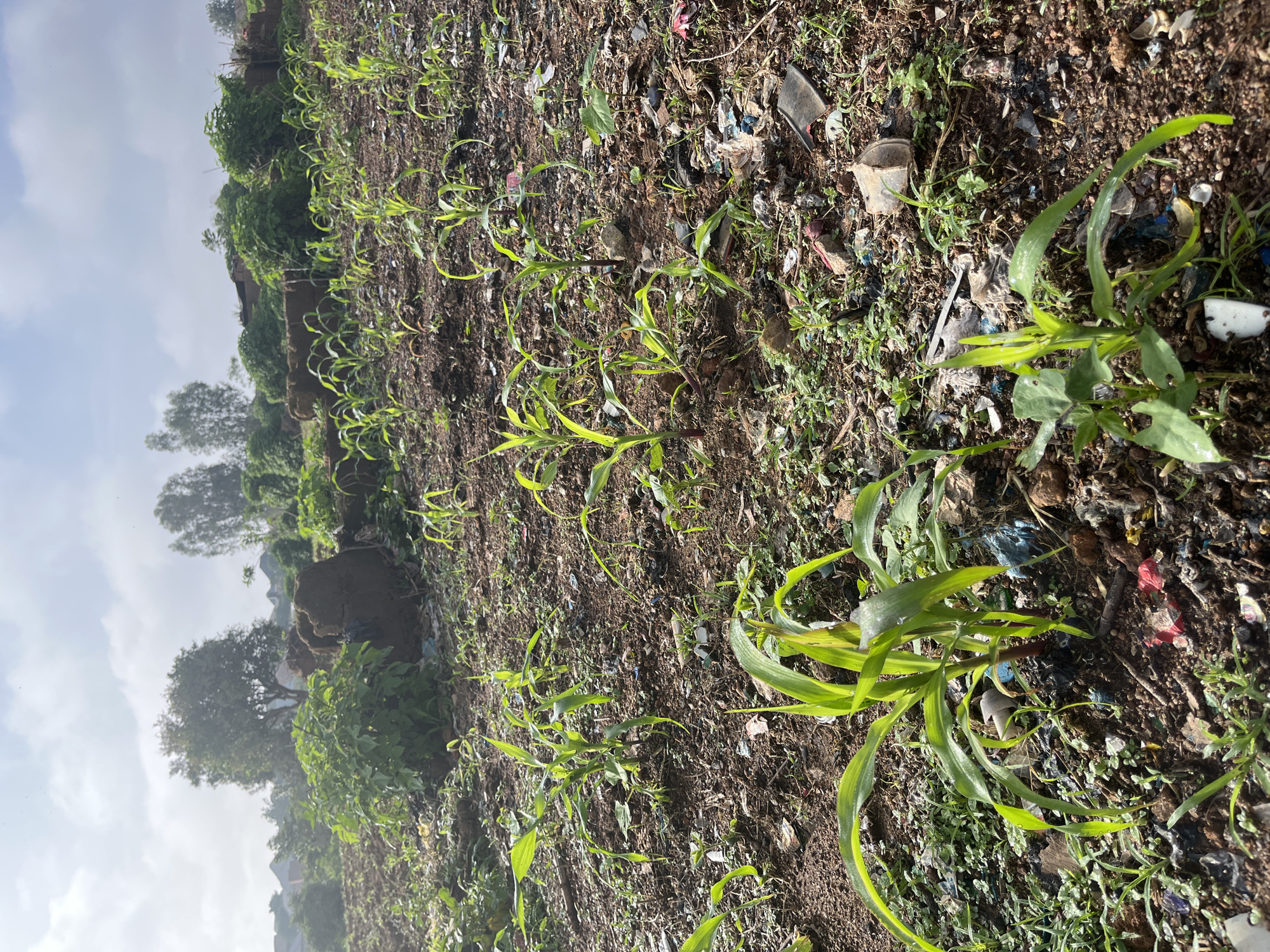 The image depicts a field of young corn stalks growing in reddish-brown soil. The stalks are green and healthy-looking, with long, slender leaves. Scattered amongst the corn are various pieces of litter, including plastic wrappers and fragments of what appear to be styrofoam. In the background, there are several trees, some of which are quite large, and what appear to be buildings with pitched roofs. The sky is overcast with some patches of blue visible. The overall impression is one of a rural or semi-rural environment, possibly on the outskirts of a city, with evidence of human waste impacting the natural landscape. This scene is characteristic of areas in Jos, Nigeria, where agricultural land often coexists with informal settlements and associated litter.