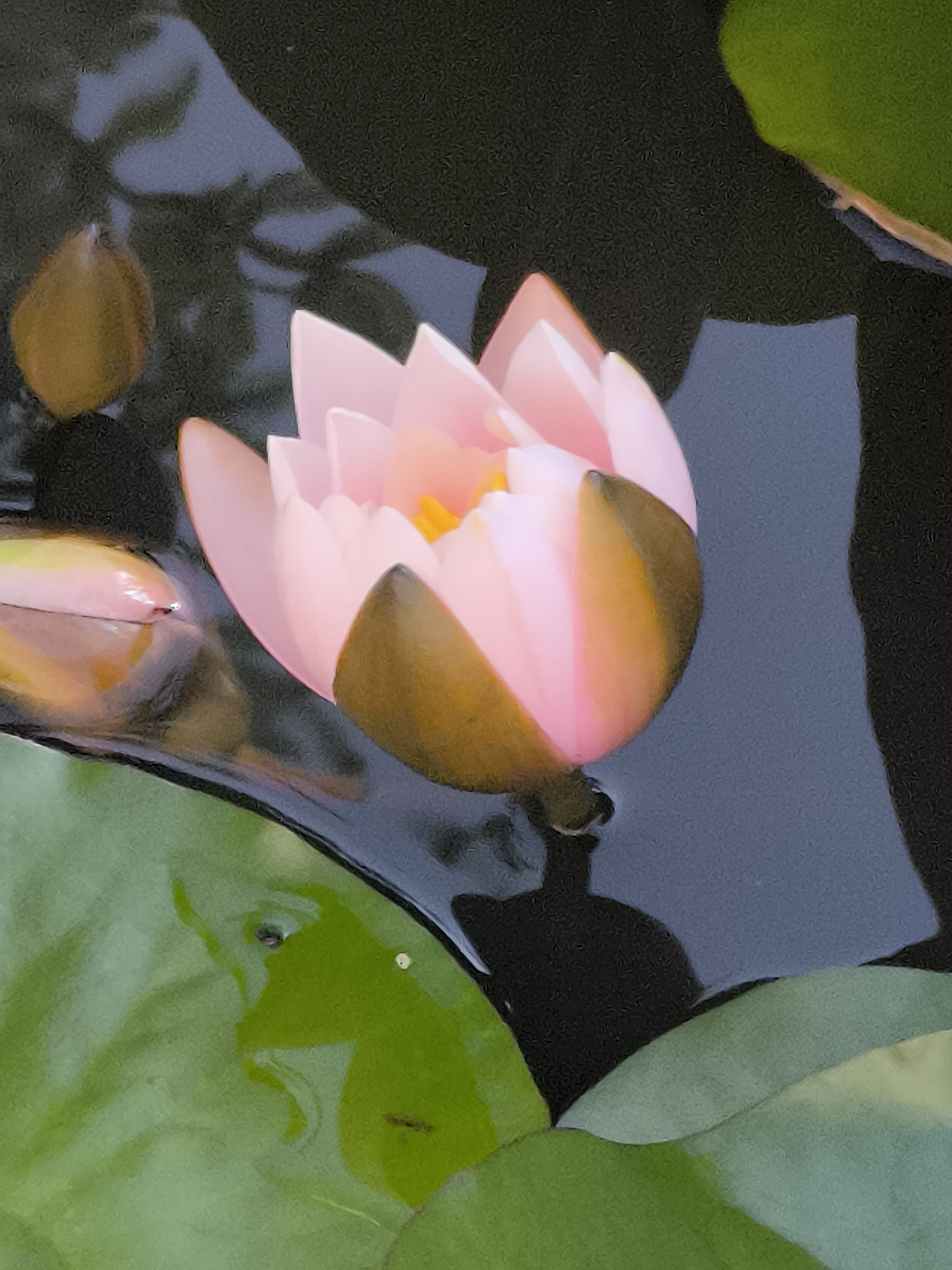 A close-up, slightly grainy, overhead shot captures a single pink water lily bud with a yellow center, partially submerged in dark, still water. Green lily pads surround the bud, one large pad prominently in the foreground and another smaller one visible in the upper left. The water reflects shadowy, indistinct shapes, likely from surrounding foliage or the sky. No people are present. The location of Žiaukos, Lithuania, is not discernible from the image itself.