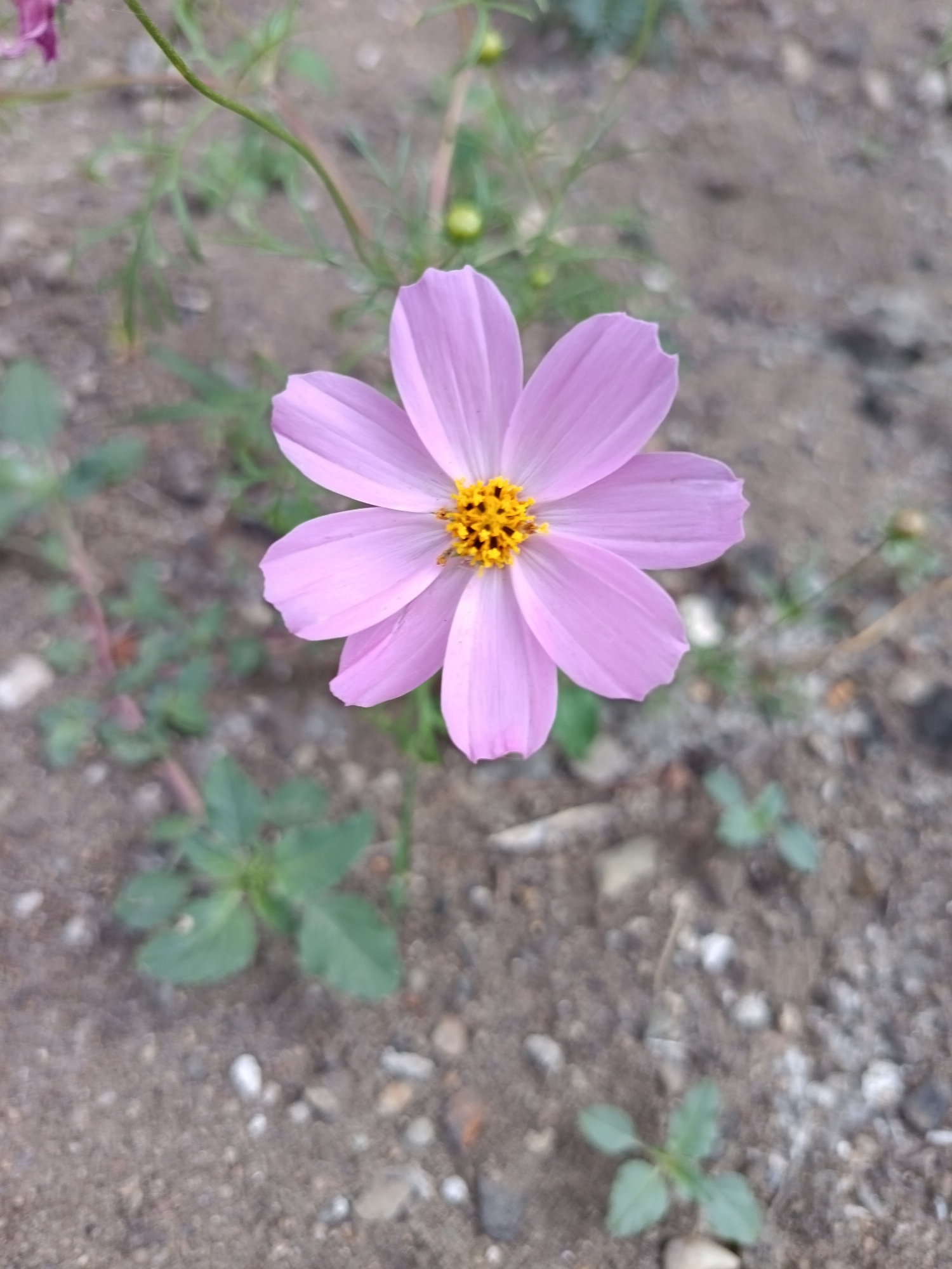 A close-up, vertical, eye-level shot captures a single, light pink cosmos flower with a bright yellow center. The flower's petals are delicate and slightly cupped, with one petal showing a small notch. The background is out of focus, revealing a mixture of sandy soil, small pebbles, and some green foliage, suggesting an outdoor setting. The lighting appears natural, likely daylight, casting soft shadows. There is no indication of any people or structures, and the scene appears to be in Komsomolsk-on-Amur, Russia.