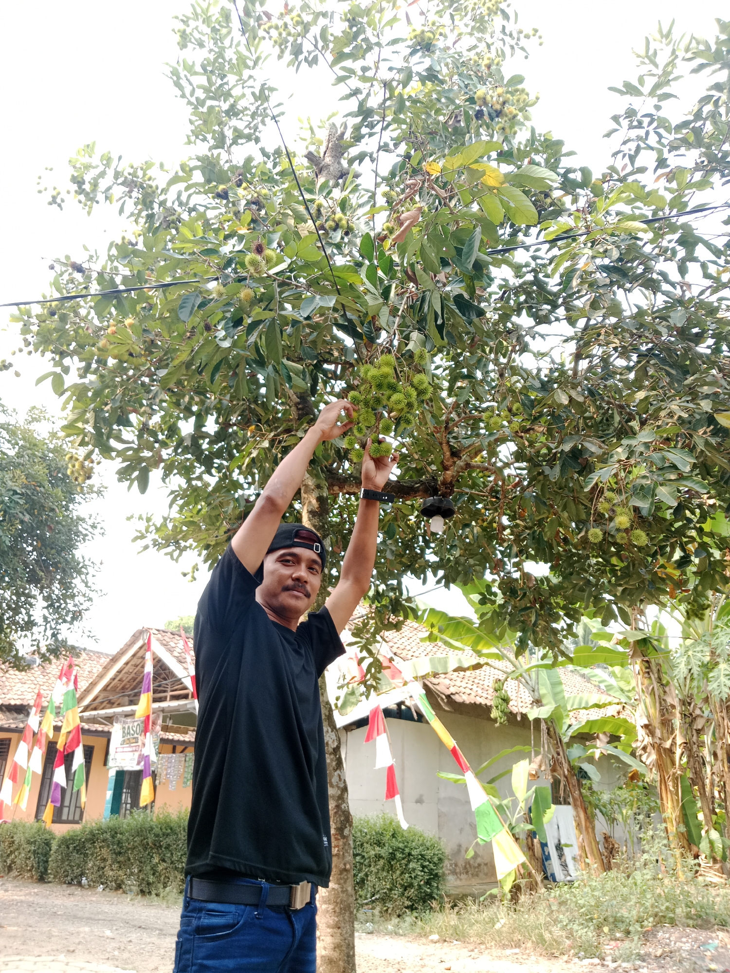 A man in a black t-shirt and blue jeans is standing outdoors, reaching up to a tree with green rambutans. He has a mustache and is wearing a black baseball cap. Behind him, there is a building adorned with colorful flags and a banana tree. The scene appears to be in a rural area of Parage, Indonesia.