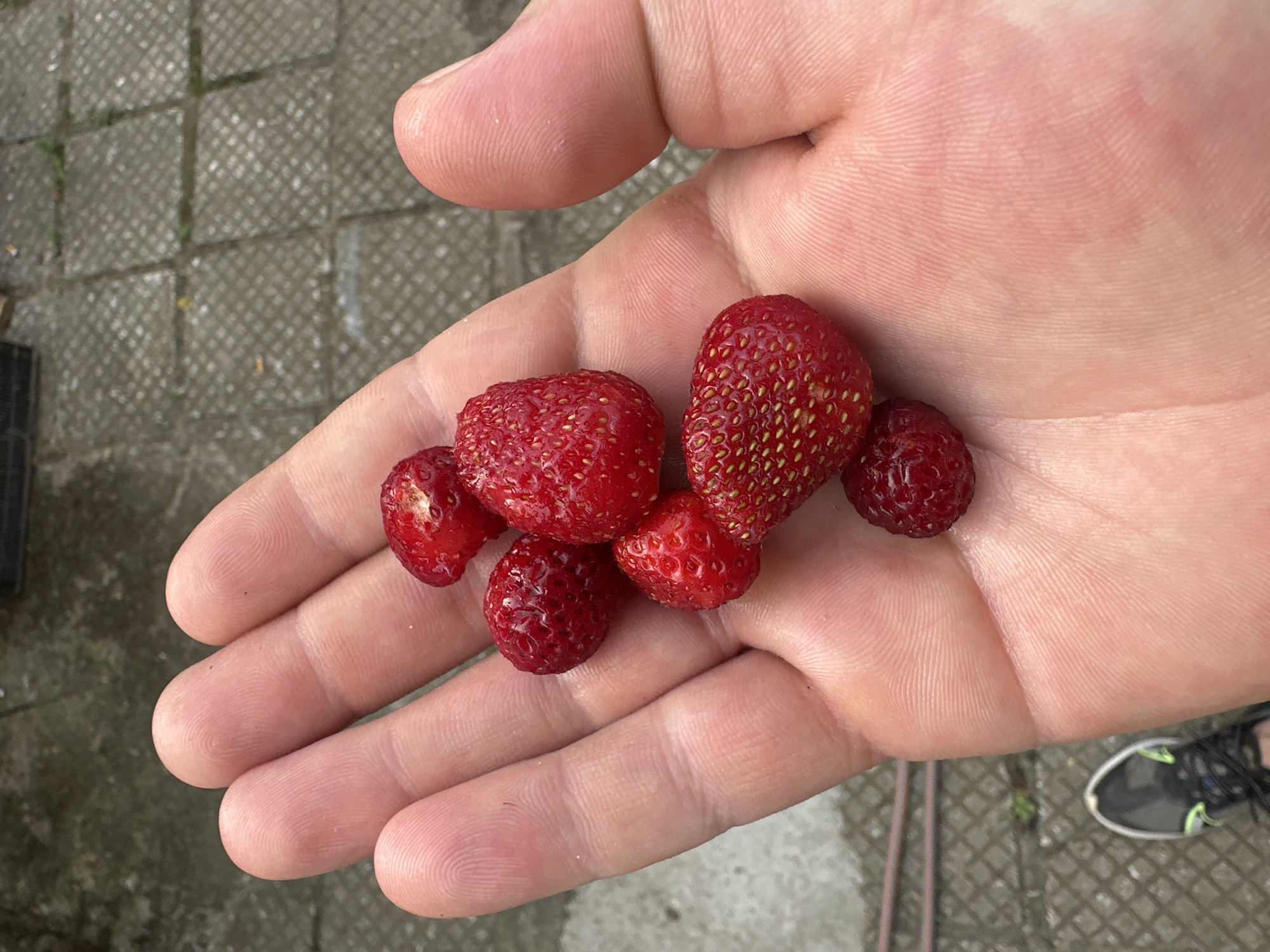 A close-up shot captures a person's palm and fingers holding a small cluster of ripe strawberries. The strawberries are bright red and appear to be wild or small garden varieties, with visible seeds on their surfaces. One strawberry is slightly larger and heart-shaped, while the others are more rounded or irregular in form. The hand is resting on a textured grey surface composed of interlocking square paving stones, some of which have small patches of green growth peeking through. In the background, a portion of a dark-colored athletic shoe with neon green accents is visible. The lighting suggests it is daytime, likely outdoors, with a neutral, possibly overcast, sky. The overall impression is one of a simple, natural moment, perhaps a harvest or a snack. The setting implies an outdoor area like a garden, patio, or pathway in Svilengrad, Bulgaria. There is no visible text in the image.