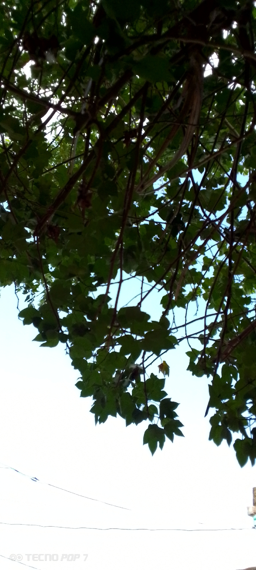 The image shows an upward view of green leaves and branches against a bright, overcast sky. The foliage is dense and covers much of the frame, with some thin branches and a few dried, brown leaves visible among the green. The sky is a pale, hazy white, suggesting either dawn, dusk, or heavy cloud cover. In the lower portion of the image, faint white lines stretch across the frame, possibly power lines or wires. At the very bottom left corner, a watermark reads "TECNO POP 7." No people or specific landmarks of Altagracia, Venezuela, are discernible in this image.