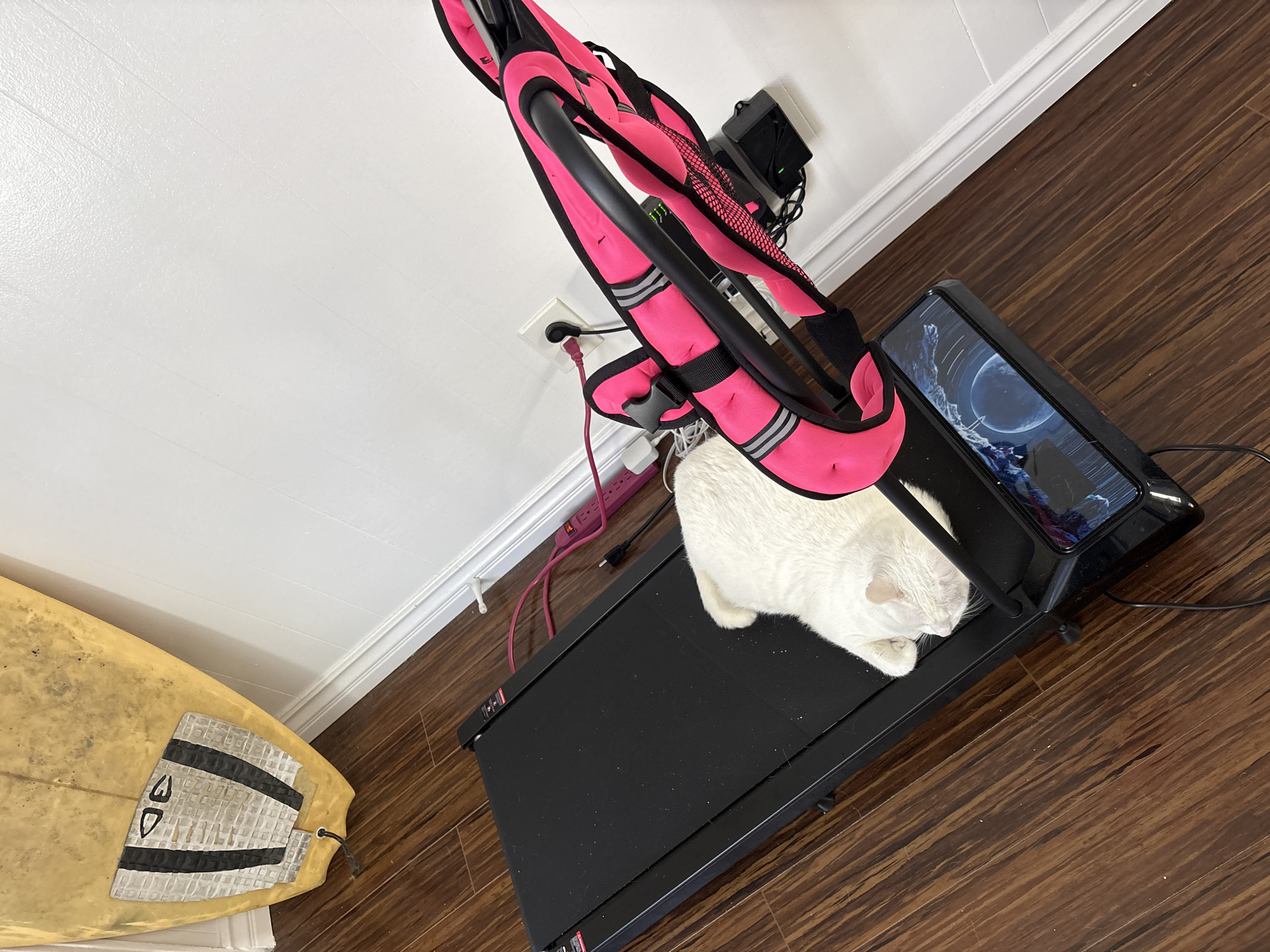 An overhead shot captures an indoor scene, likely within a home in Seal Beach, United States of America. The primary subject is a fluffy white cat, peacefully resting or sleeping on the black belt of a compact treadmill. The treadmill is equipped with bright pink resistance bands, suggesting a workout setup. On the treadmill's console, a tablet is displayed, showing an image of a celestial body, possibly a moon or planet, against a dark, cosmic background.
To the left of the treadmill, a yellowed surfboard with black and white grip pads is leaning against a white wall. The text "DE" is visible on the grip pad. The floor is made of dark brown hardwood, contrasting with the white baseboard and wall. In the background, a white wall features a power outlet with cords plugged in, and a pink power strip is visible on the floor, managing electrical connections for the exercise equipment. The scene conveys a relaxed atmosphere, with the cat comfortably occupying the exercise equipment.