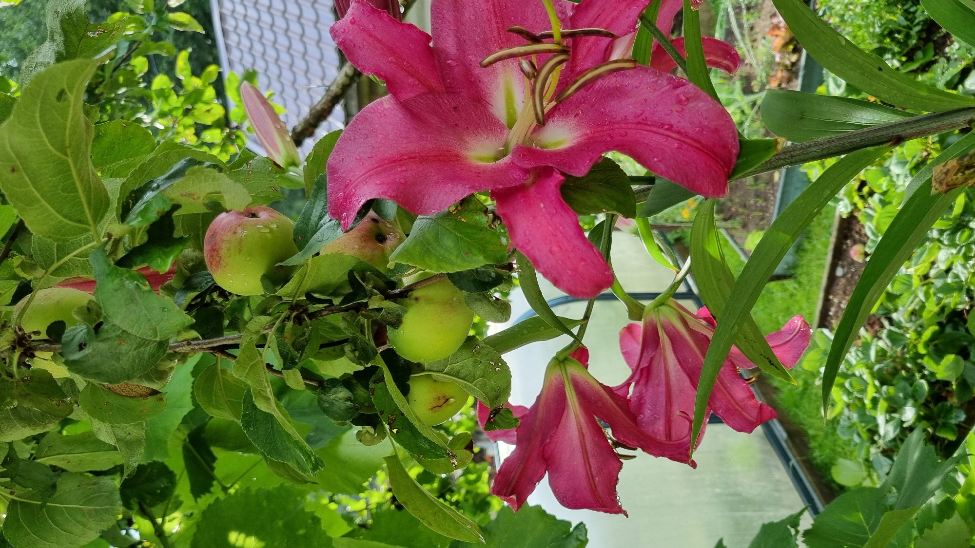 In the garden of Солнечная Поляна-3 Снт, Russia, a close-up shot captures a branch of an apple tree with several green apples, some showing slight red blushing. Adjacent to the apples, large, vibrant pink lilies with water droplets on their petals are in bloom. The lilies are positioned in the foreground, partially obscuring the apple branch. In the background, a greenhouse structure with a tiled roof and greenery is visible. The overall impression is of a lush, natural setting with fruit-bearing trees and blooming flowers.