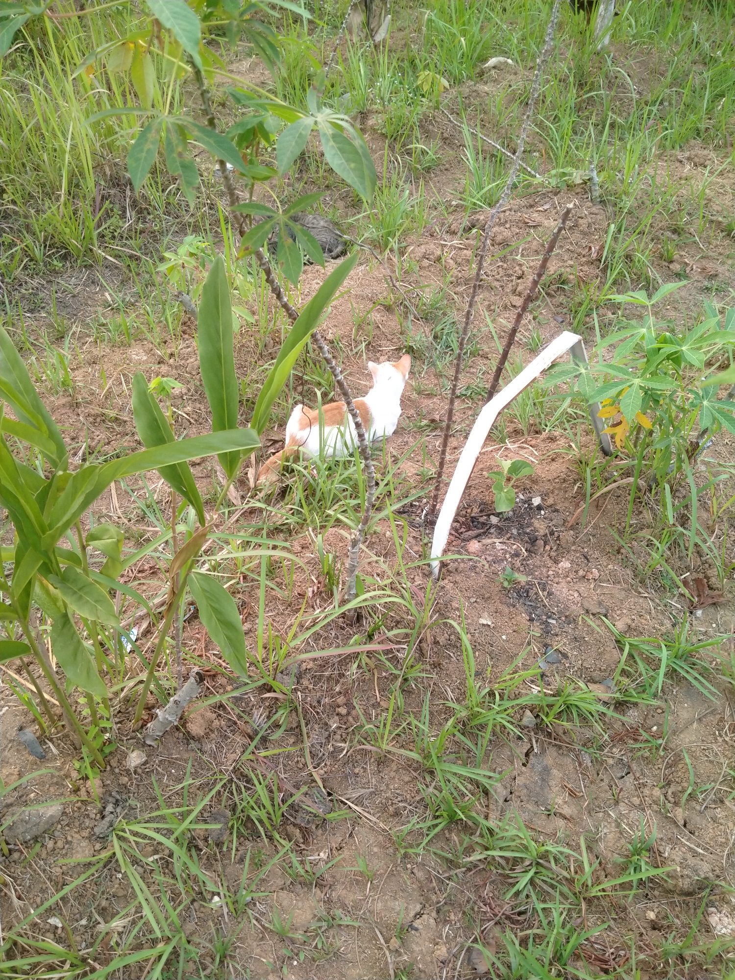 A partially visible cat, predominantly white with orange markings, is nestled amongst green vegetation and dry soil in an outdoor environment. The cat is facing away from the viewer, its head lowered as if eating or sniffing the ground. In the background, there are several green plants with broad leaves, some dry grass, and exposed soil. A white, curved object, possibly a piece of piping or construction material, is positioned to the right of the cat. The scene appears to be in a rural or semi-rural setting, consistent with areas found in Cisoka, Indonesia.