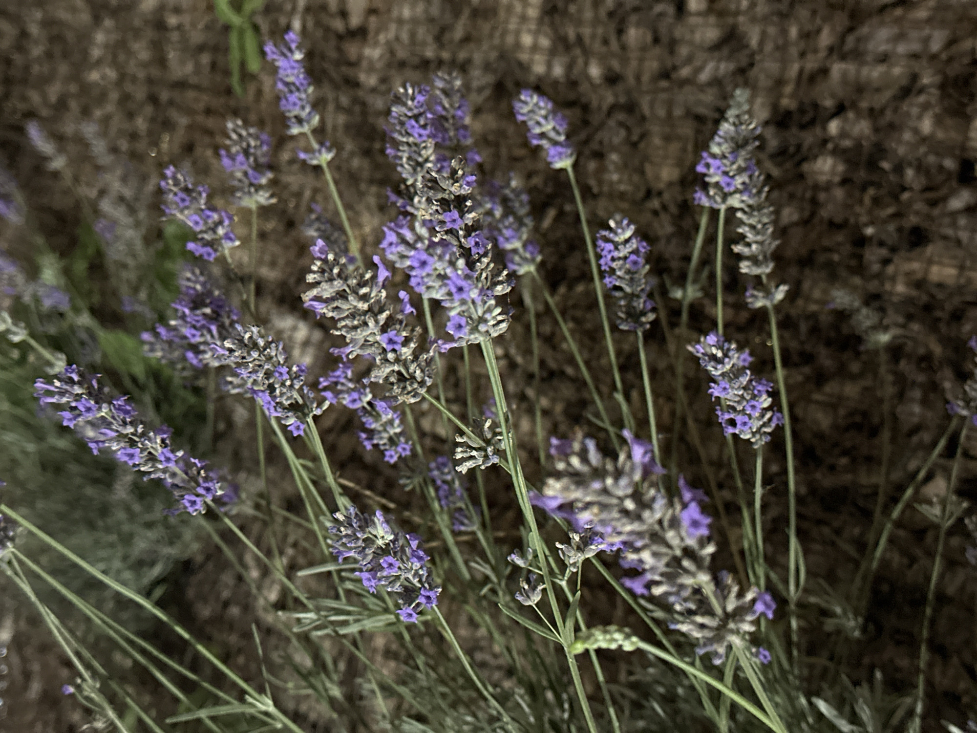 The image displays a close-up, overhead shot of a cluster of lavender sprigs. The lavender flowers are a vibrant purple, with some buds appearing dried and grayish. The stems are thin and green, with fine, silvery-green leaves. The background consists of dark, textured earth, possibly soil or mulch. There are no people or animals visible in the image. The lighting appears to be dim, suggesting it might be twilight or evening. The image does not contain any specific features that would indicate its location within the city of Nevinnomyssk, Russia, or any other specific geographical area.
