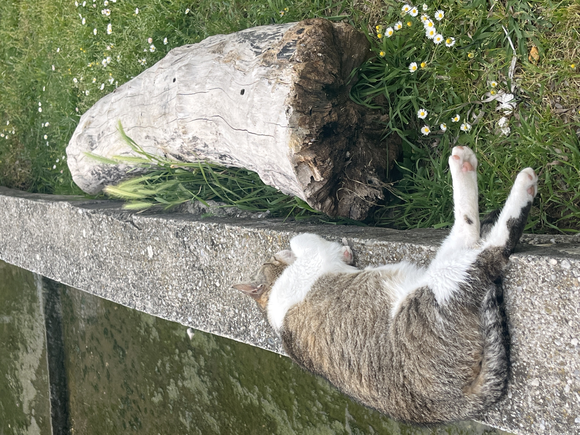 A tabby and white cat is depicted lying on its back on a rough concrete ledge, its body stretched out in a state of relaxation. Its hind paws are extended upwards into a lush green grassy area, where several small white daisy-like flowers with yellow centers are scattered. Beside the grass lies a large, weathered, pale tree trunk with dark, rough ends, suggesting it might be driftwood or a fallen log.
The cat's head is turned to its left, and its front paws are tucked in. The concrete ledge sharply delineates the grassy area from what appears to be dark, still water below, possibly a canal or a calm body of water. The scene is brightly lit, indicating a sunny day. The overall impression is one of peaceful outdoor leisure, with the cat comfortably enjoying the warmth. No text is visible in the image. The setting is in Budva, Montenegro.
