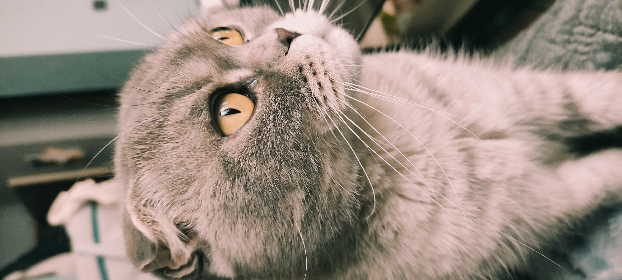 The image shows a close-up of a gray tabby cat lying on its back, with its head tilted upwards. The cat has amber-colored eyes, a small pink nose, and long white whiskers. The background is blurry but appears to be an indoor setting with some furniture and other objects visible. There is no information available in the image that places the location in the city of Fryazino, Russia.