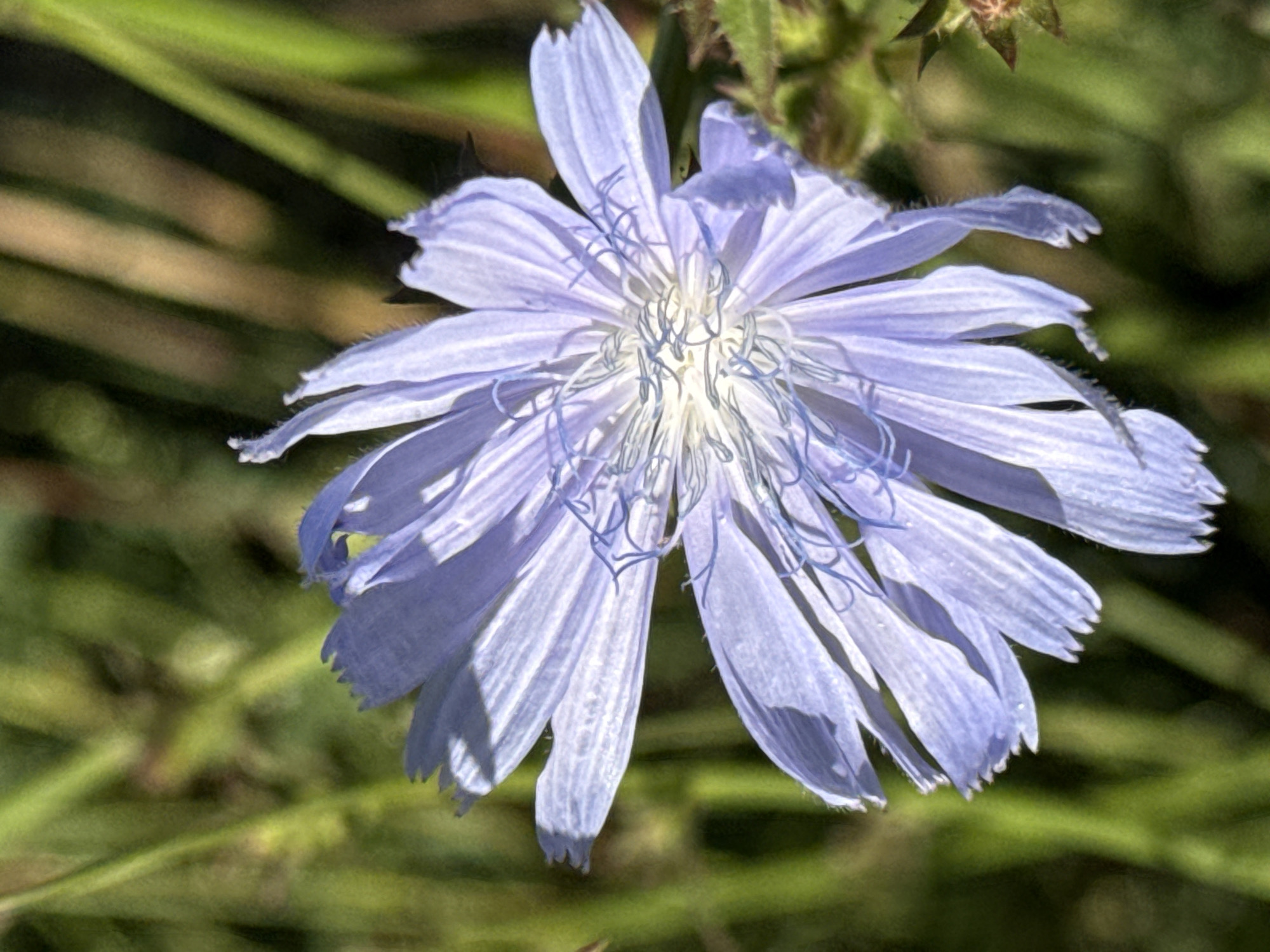 This is a close-up photograph of a light purple chicory flower in bloom. The flower is positioned centrally in the frame, with its petals fanned out. The background is a blur of green foliage and some brown stalks, suggesting an outdoor setting in a natural environment. There are no people or man-made objects visible in the image. The focus is entirely on the delicate structure and soft color of the flower. The specific location of Korobivka, Ukraine is not visually discernible from the photograph itself.