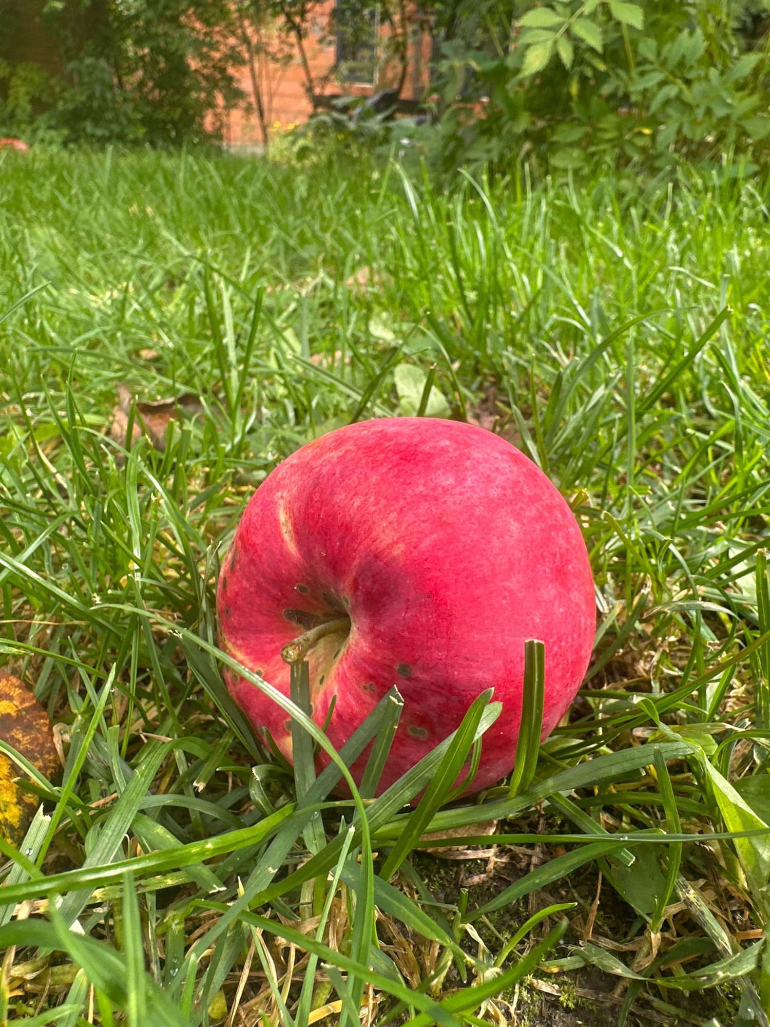 A single, ripe, red apple rests on lush green grass. The apple is positioned slightly to the left of the frame's center and is the primary subject. Its skin shows subtle variations in color, with some lighter patches and a few small dark blemishes. A small stem is visible, attached to the indented top of the apple. The grass surrounding the apple is tall and appears healthy, with individual blades clearly discernible. In the background, out of focus, there are hints of greenery and possibly the side of a building or structure, suggesting an outdoor setting. The lighting indicates it is daytime, with sunlight casting soft shadows. The overall scene suggests a natural, possibly domestic, environment. The location provided, Памяти Революции 1905 Снт, Russia, implies this scene is likely within a garden or dacha area. There are no people or animals visible in the image.