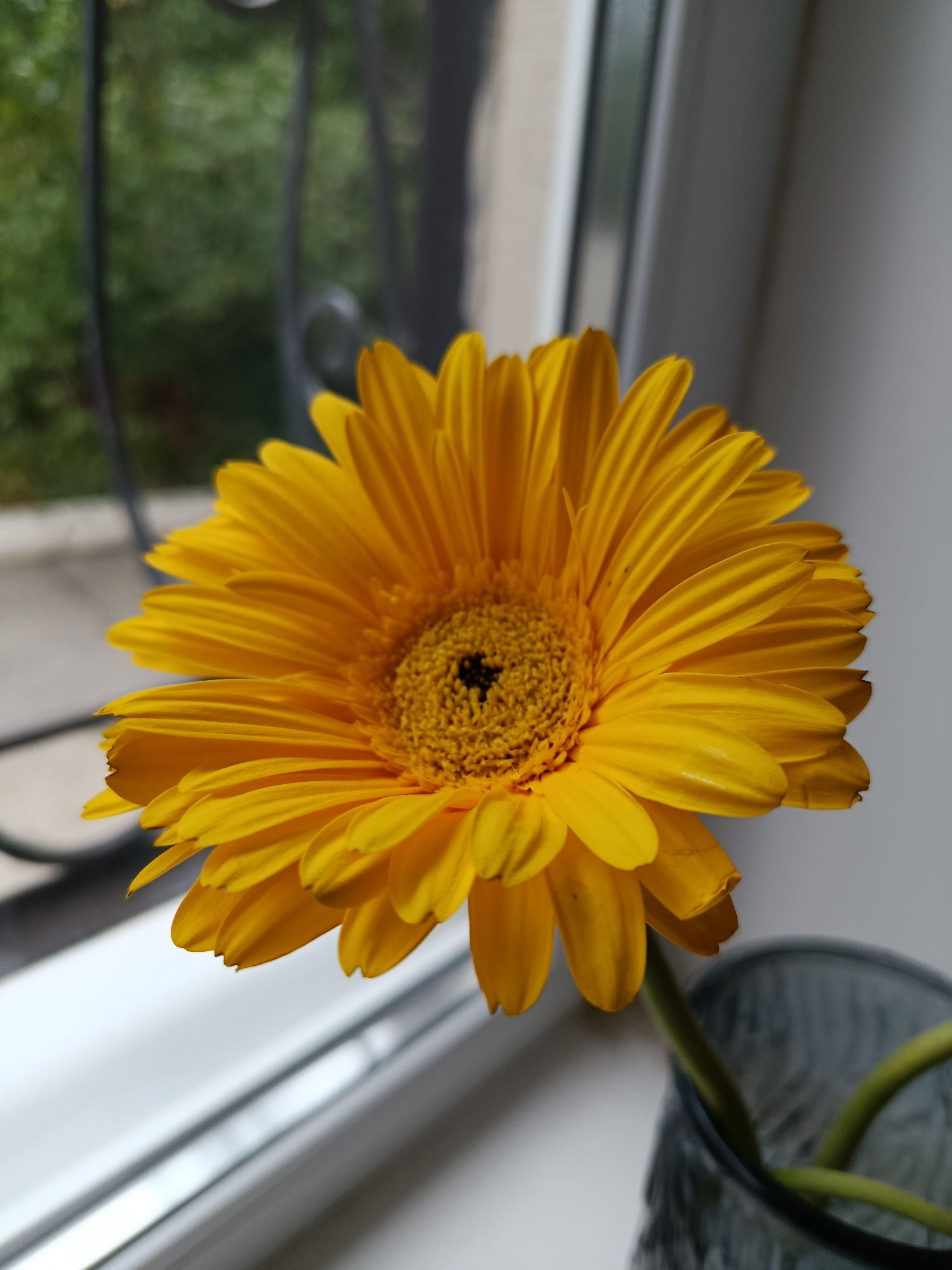 A close-up, low-angle shot captures a vibrant yellow Gerbera daisy in full bloom, its petals radiating outward from a dark, textured center. The flower is positioned on a white windowsill, with a blurred background suggesting an outdoor environment with greenery and a black metal grate. To the right, the stem of the flower is partially visible, emerging from a textured, dark gray vase. The lighting appears natural, casting soft shadows and highlighting the delicate texture of the petals. The scene evokes a sense of quiet domesticity, likely captured within a residential setting in Saratov, Russia.