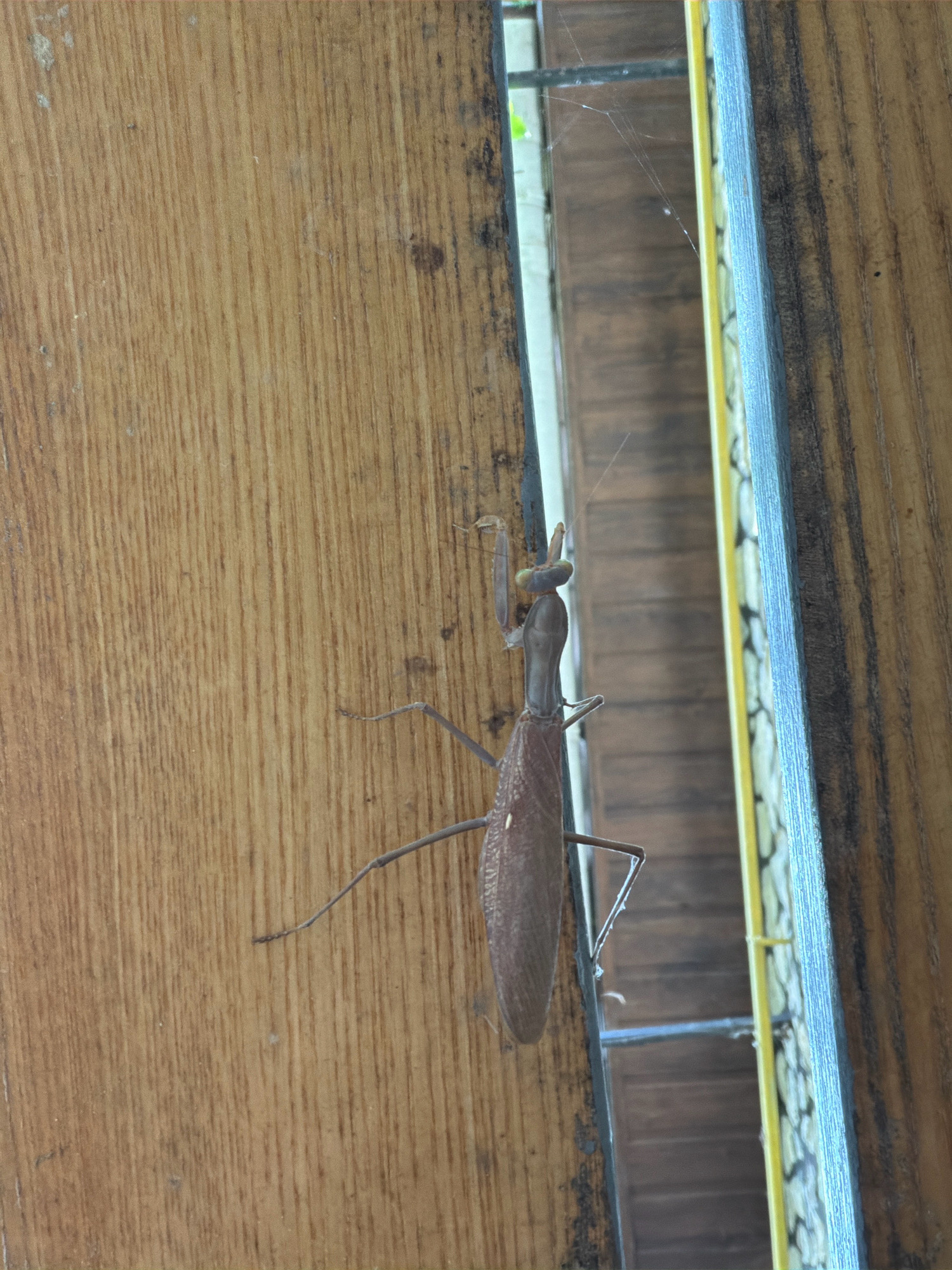 A brown praying mantis is clinging to a wooden surface. The surface appears to be part of a door or cabinet, with visible wood grain and some minor blemishes. The praying mantis is positioned vertically, facing upwards. Its body is elongated and slender, with its forelegs held in a characteristic praying posture. To the right of the praying mantis, there is a narrow gap between two wooden panels, revealing a glimpse of what appears to be an outdoor environment with some greenery. A thin spider web is also visible in this gap. The overall lighting suggests it is daytime. The specific location is Oxentea, Moldova.