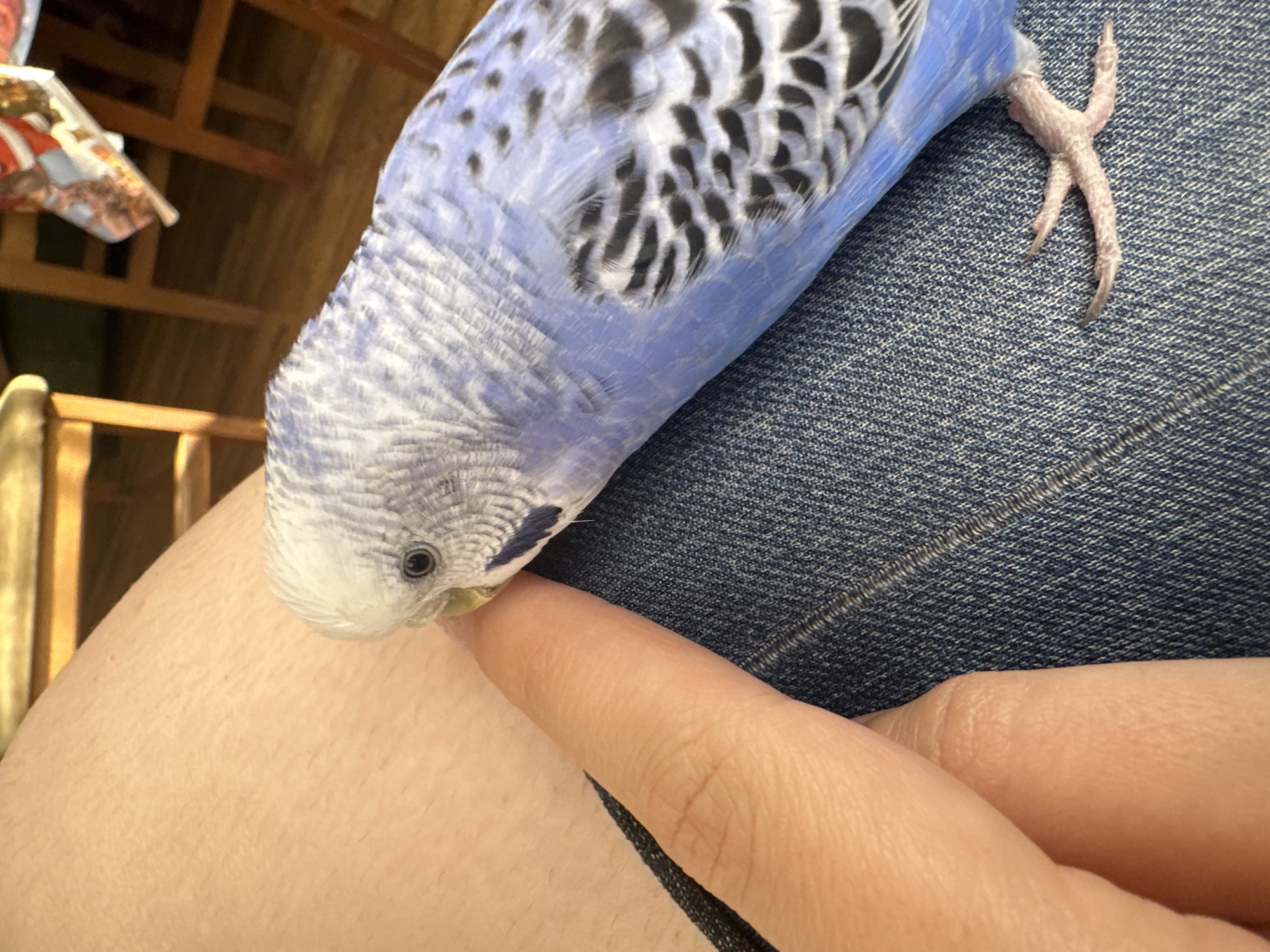 A close-up, overhead shot shows a blue and white budgie resting on a person's leg, which is covered by denim jeans. The budgie's head is turned towards the person's index finger, which is extended towards the bird. The budgie's beak is touching the finger. The background is blurred, showing wooden furniture and a patterned fabric. The scene is indoors.
