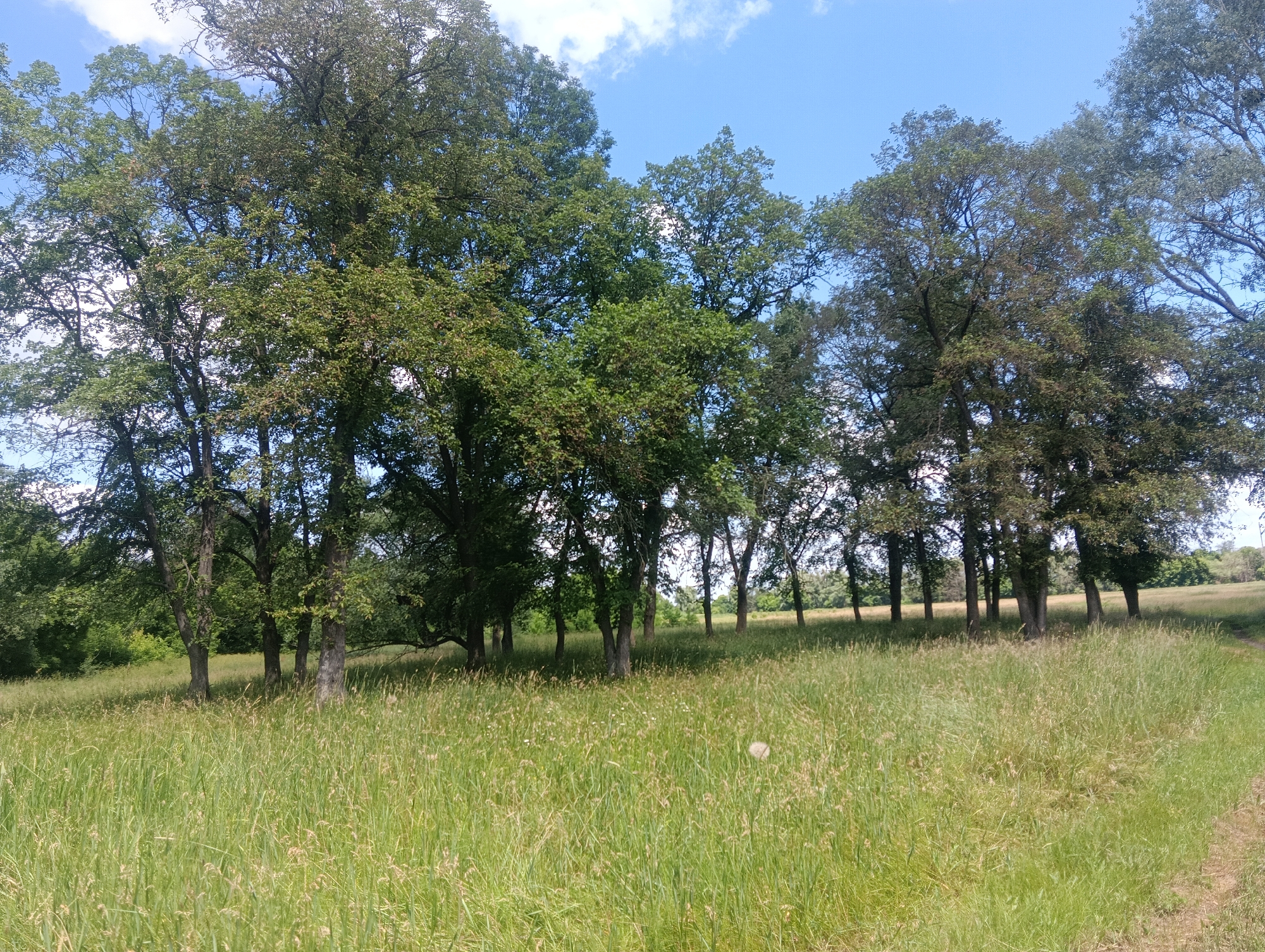 This media file depicts a natural outdoor scene with a focus on trees and a meadow. The subjects are a grove of mature trees with lush green foliage, standing tall against a bright blue sky dotted with fluffy white clouds. The foreground is dominated by a sprawling meadow filled with tall, green grass that appears to be in bloom, with some lighter-colored seed heads visible. The overall impression is one of a peaceful, idyllic summer day.
The scene is set in a wide, open area, likely a field or park, with the trees forming a natural boundary or backdrop. The time of day appears to be midday or early afternoon, given the bright sunlight casting shadows and illuminating the landscape. The weather is pleasant, characterized by clear skies and sunshine, suggesting a warm day. There are no people or man-made objects visible in the frame, emphasizing the natural beauty of the setting.
Notable details include the texture of the tree bark and the density of the leaves, which suggest healthy, well-established trees. The tall grass in the meadow appears slightly wind-blown in places, adding a sense of movement to the otherwise still scene. The light filtering through the leaves and onto the grass creates a dappled effect, enhancing the natural ambiance. The overall mood conveyed by the image is one of tranquility and serenity, inviting the viewer to appreciate the simple beauty of nature. There is no visible text in the media file.