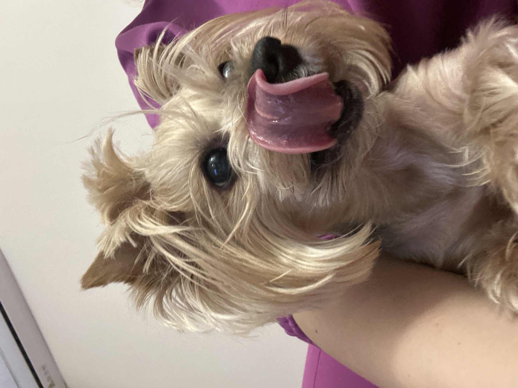 A close-up shot shows a small, light-brown, furry dog held in someone's arms. The dog is upside down and sticking its pink tongue out. Its eyes are dark and visible. The person holding the dog is wearing a purple garment. The background consists of a white or light-colored wall and a partial view of what appears to be a light-colored surface with a black edge. There is no information to suggest the picture was taken in Sofia, Bulgaria.