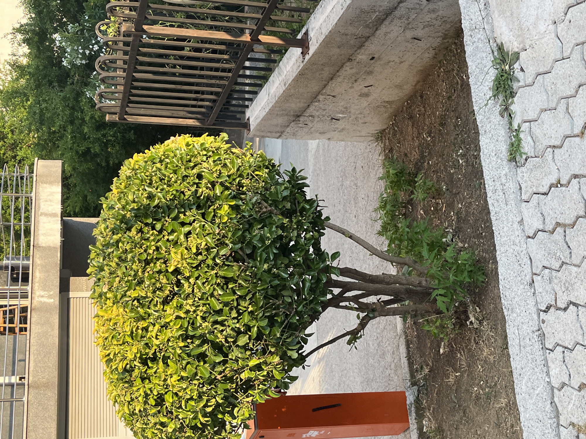 This image depicts an outdoor scene in Budva, Montenegro. The primary subject is a neatly trimmed, round green bush with yellow-green leaves, positioned in the center of the frame. To the left of the bush is a grey building with a metal railing and vertical slats. Behind the bush, a brown metal fence with horizontal bars is visible, backed by lush green trees and some white flowers.
To the right of the bush, a concrete retaining wall slopes upwards, bordering a patch of dry soil with sparse green vegetation. The ground adjacent to the wall is paved with grey interlocking stones. An orange rectangular object, possibly a trash receptacle, is visible at the bottom right corner, with some faint markings that are difficult to decipher.
The lighting suggests it is daytime, likely late afternoon or early evening, given the warm, golden hue of the sunlight illuminating the bush. The weather appears to be pleasant, with no visible signs of rain or strong winds. The overall impression is of a well-maintained outdoor space, possibly a public area or the grounds of a building.