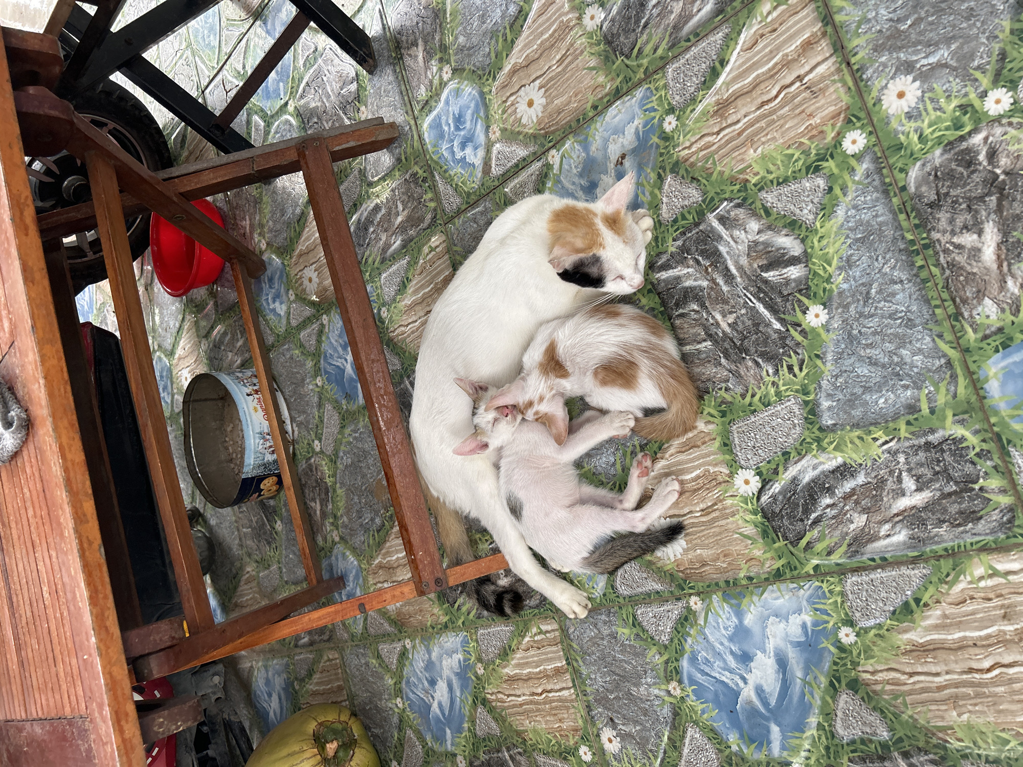 The image shows a mother cat and three kittens sleeping on a tiled floor outdoors. The tiles are decorated with a pattern of rocks, grass, and small white flowers. The cats are clustered together, with the mother cat lying on her side and the kittens nestled around her. A wooden table is visible above the cats, and a red bowl and a metal tin are on the floor nearby. The scene appears to be in a courtyard or patio area, possibly at a residence in An Hữu, Vietnam, given the style of the tiles and the presence of what looks like a coconut. The lighting suggests it is daytime.