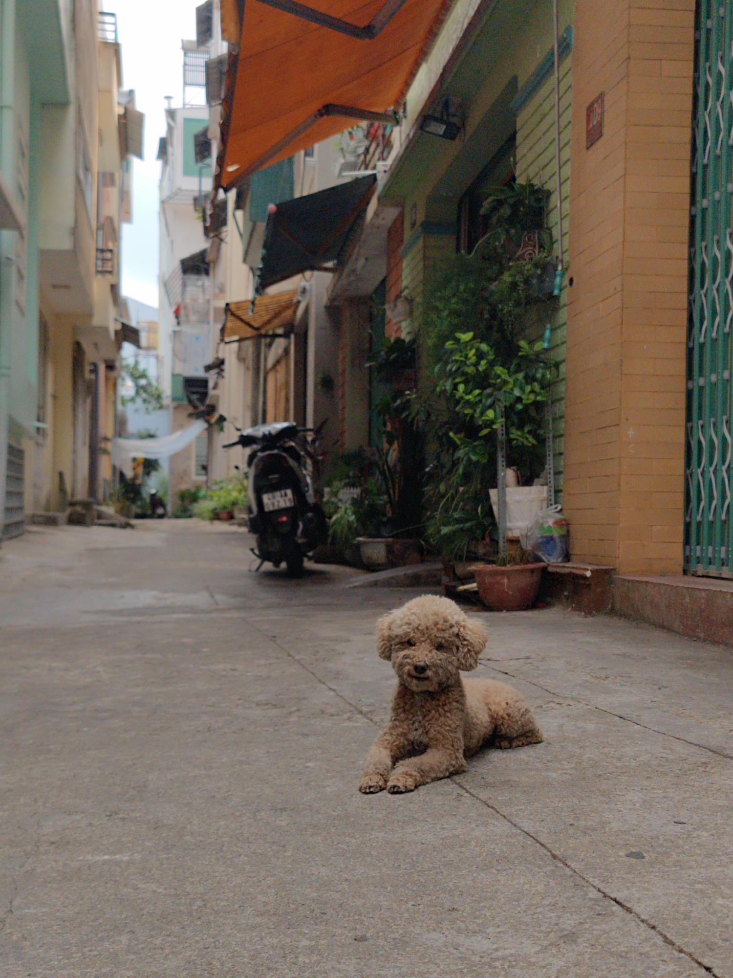 A beige, curly-haired dog, possibly a poodle, lies calmly in the foreground of a narrow, paved alleyway. Its front paws are crossed, and it faces slightly towards the left.
The alley is lined with multi-story buildings under an overcast sky, suggesting daytime. On the right, a two-story building features a light brown brick-patterned lower facade and a greenish textured upper section. A prominent orange awning extends from the upper part of this building. A dark green accordion-style metal gate is visible on the far right. Several potted plants line the base of this building, and a small red sign with the number "205" in white text is affixed to the brown wall.
On the left side of the alley, buildings with light blue-green and cream-yellow facades and balconies are visible. Another orange awning is partially seen further down the street. In the mid-ground, a dark-colored scooter or motorbike is parked on the left side of the alley, partially obscured by foliage. Its license plate is present but illegible. More potted plants are scattered along the building bases throughout the scene.
The concrete ground shows visible cracks and lines. The overall atmosphere is quiet and residential, characteristic of a street in a town or city like Da Lat, Vietnam.