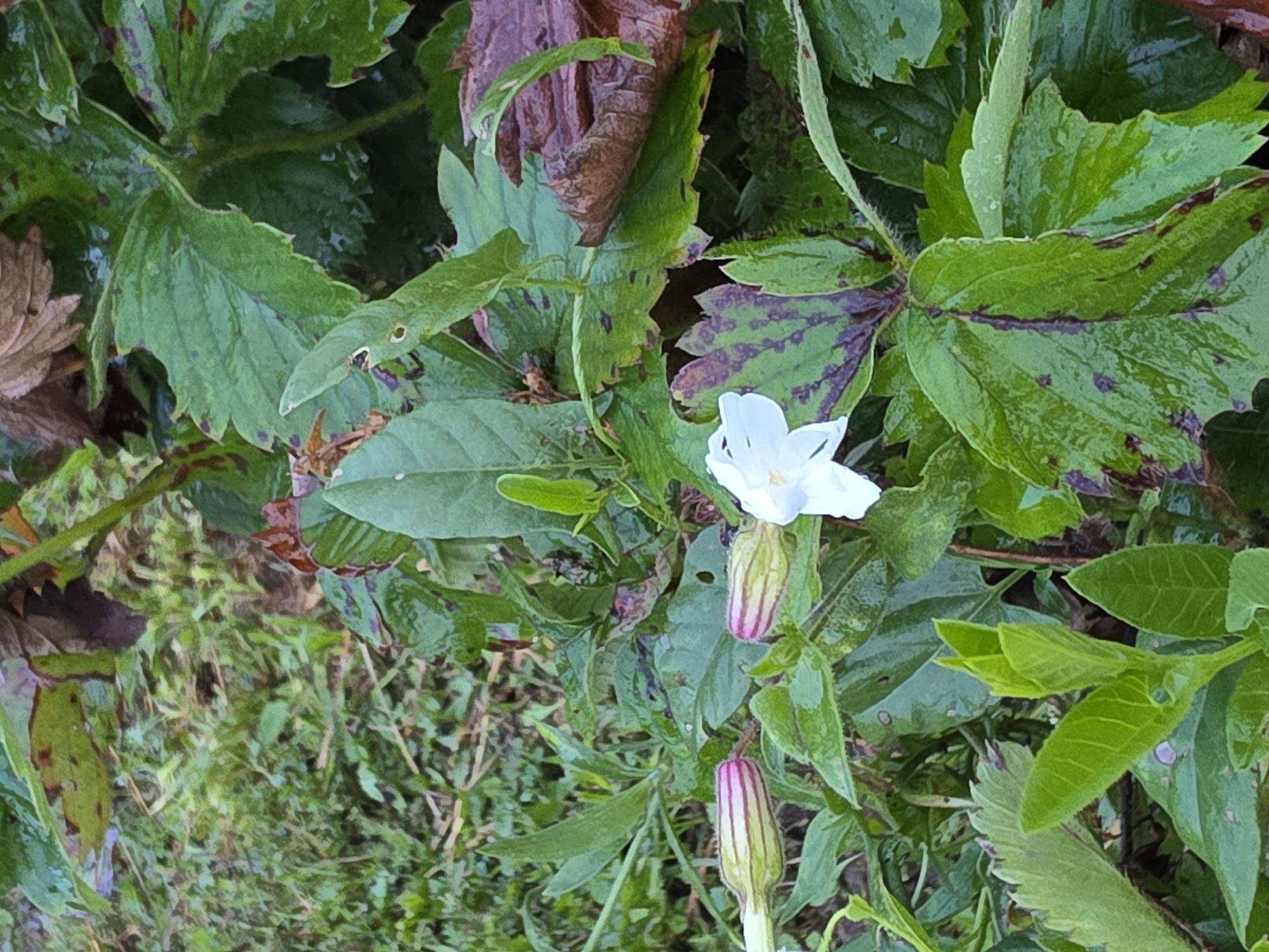 The image shows a close-up of a white flower with pale pink buds on a green plant. The flower is in focus, with its delicate petals spread open. The buds are elongated and have striped markings. The plant's leaves are a vibrant green, with some showing signs of browning or discoloration. The background is a blur of green foliage and grass, suggesting an outdoor setting. The lighting appears to be natural daylight, and the scene has a slightly damp or dewy appearance, possibly due to rain or morning dew. There are no people or discernible man-made objects in the image, and no specific location in Речицы, Russia is identifiable.