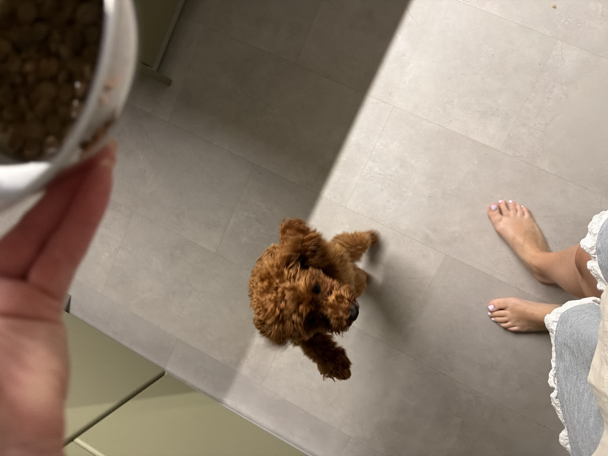 The image shows a toy poodle looking up at a bowl of food being held by a person's hand. The scene appears to be indoors, possibly a kitchen, with a tiled floor. A person's feet are visible in the foreground, wearing shorts with white lace trim. The lighting suggests it's daytime, with a shadow cast across the floor. No specific location in Sofia, Bulgaria is identifiable from the image.
