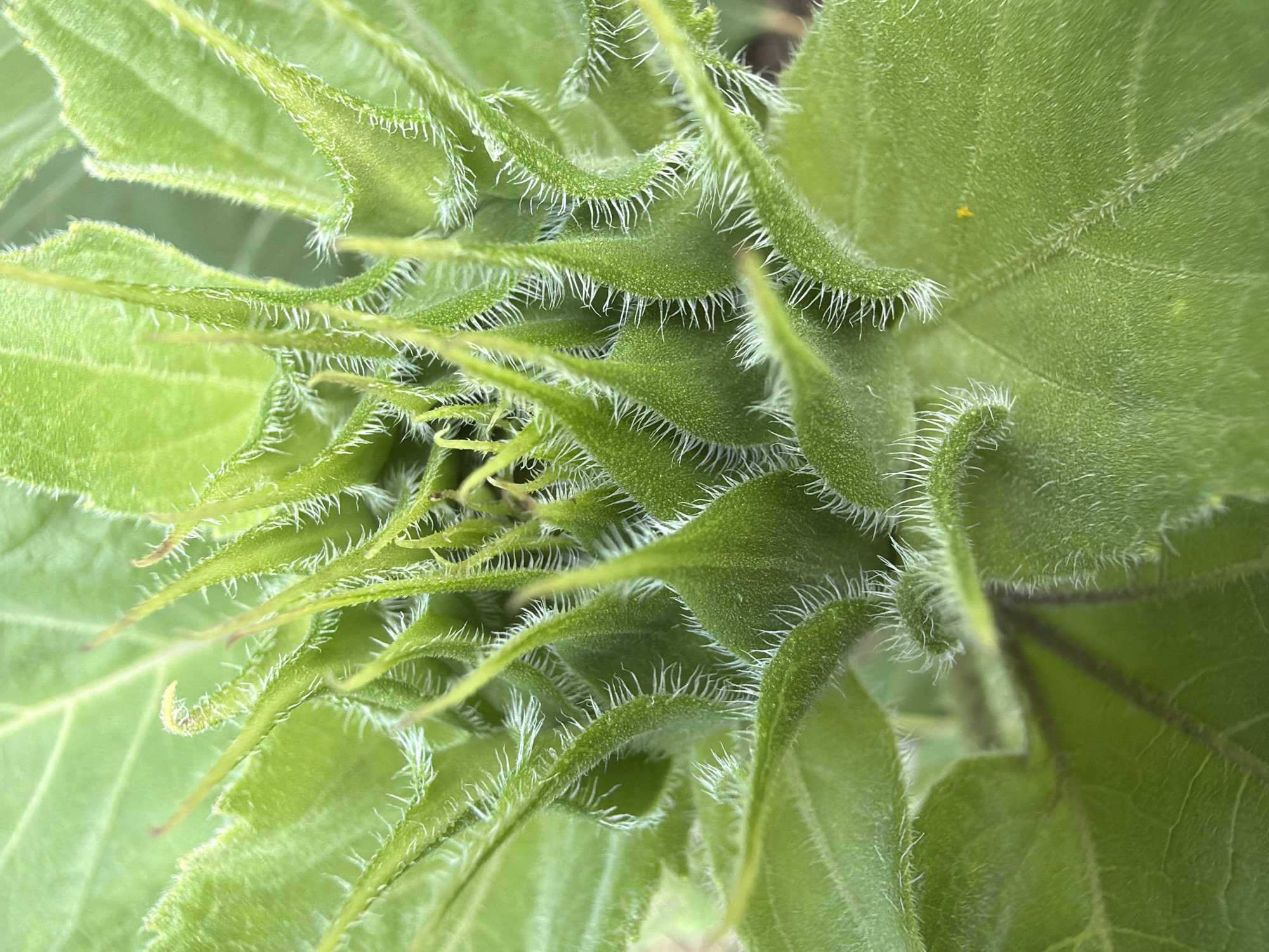 This is a close-up, overhead, macro photograph of a young sunflower bud. The bud is tightly closed and covered in fine, white hairs that give it a fuzzy appearance. The outer sepals are a vibrant green and are pointed, curving inward towards the center of the bud. Veins are visible on the surface of the sepals, and some of the sepals have a slightly reddish tinge at their tips. The background is out of focus, showing more green leaves, suggesting the bud is still on the plant. There are no people, animals, or man-made objects visible in the image, nor is there any context provided to indicate a specific location within Gulyantsi, Bulgaria.