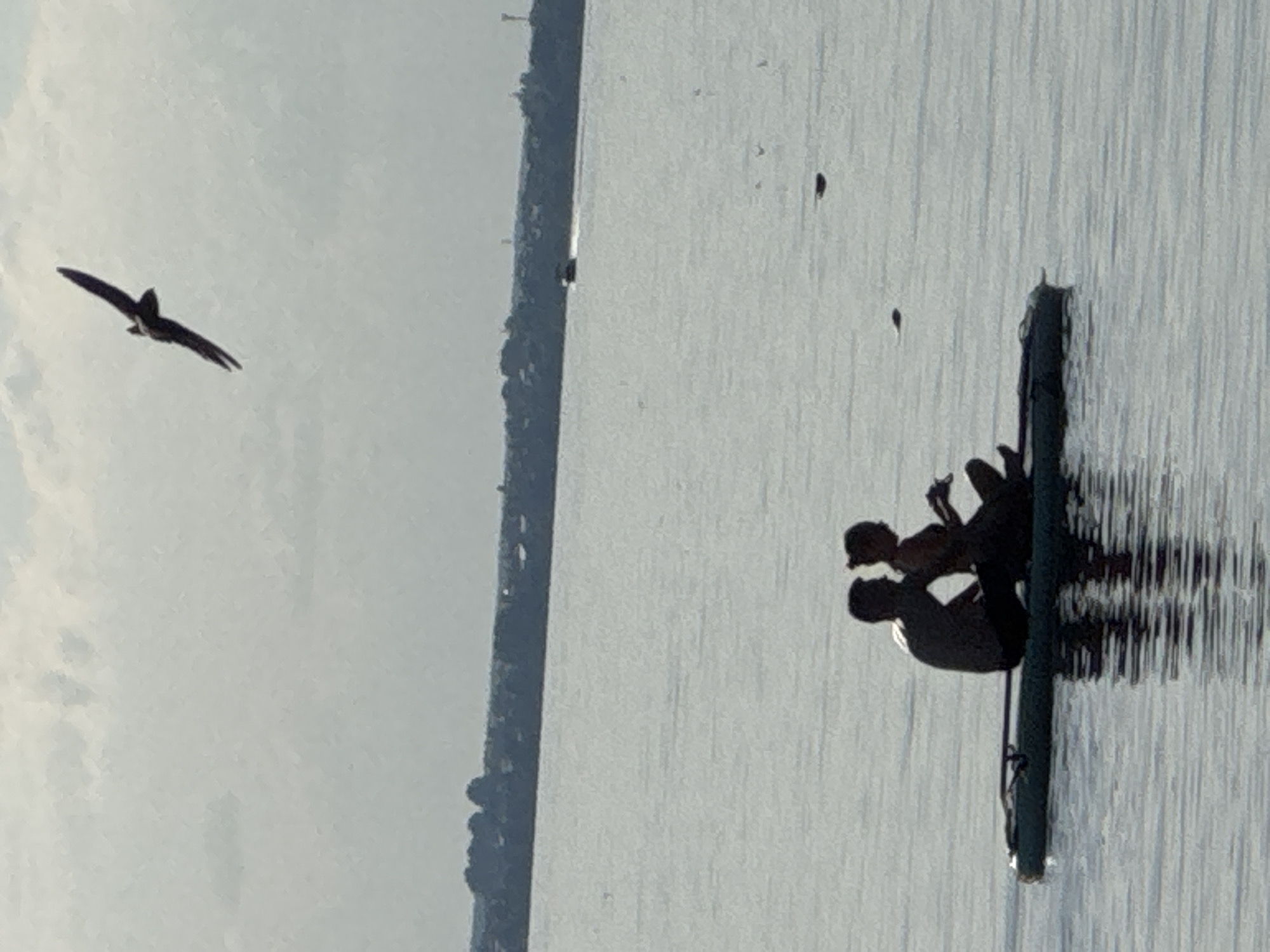 The image, captured in landscape orientation, shows a body of water under an overcast sky. The water's surface is disturbed by gentle ripples, creating a textured, reflective expanse. On the left side of the frame, a bird with wings outstretched is in mid-flight, silhouetted against the pale sky. Its wings are wide, and it appears to be soaring.
In the mid-ground and to the right, a group of people are visible on what appears to be a dark, narrow object floating on the water, possibly a raft or a very thin boat. The people are silhouetted, making it difficult to discern individual features, but their dark forms suggest they are at a distance or partially obscured by shadow. They appear to be interacting, with some figures leaning towards each other. The reflection of this object and the people creates a distorted, elongated shadow on the water below, mimicking vertical streaks.
Further to the left, a dark, uneven line runs vertically, separating the sky from the water. This could be a distant shoreline with some vegetation or structures, also rendered as a dark, irregular silhouette. The overall lighting suggests it is daytime, possibly late afternoon or early morning, given the softness of the light and the cloudy sky. There are no visible signs or text in the image. The scene evokes a sense of outdoor recreation and natural scenery.