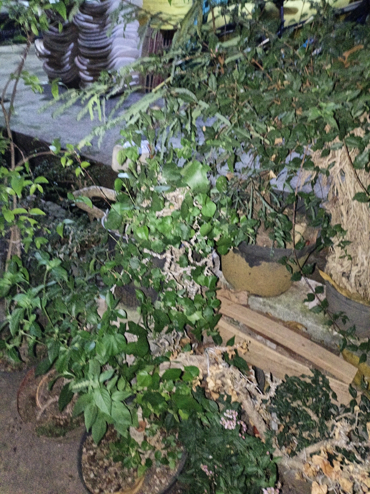 The image depicts an outdoor scene with numerous potted plants and natural elements. In the foreground, several pots containing green leafy plants are visible. One pot in the lower center shows a plant with dense foliage. To the left, a larger pot with a brown rim is partially visible, also containing plants. In the middle ground, a collection of rough, textured objects, possibly natural formations or decorative elements, are intertwined with vines and greenery. A light-colored, oval-shaped object with a dark rim rests on a stone-like surface, partially obscured by the plants. Behind this, a stack of round, patterned objects, resembling woven baskets or mats, are arranged. Wooden planks are laid across some of the lower elements. The background shows a slightly blurred environment with hints of structures and vegetation. The overall impression is one of a garden or an area dedicated to displaying plants, possibly in a somewhat rustic or natural setting. The location is specified as Cikal, Indonesia. There are no people or animals visible in the image, and no specific actions or interactions are taking place.