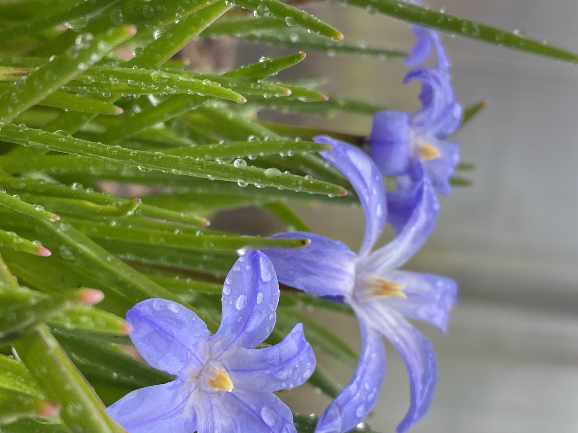 The image features a close-up, slightly tilted view of blue flowers with narrow green leaves, covered in water droplets. The flowers have six petals, each with a pale yellow center. The background is a blurry, light-colored surface. No people are visible. There is no information in the image to determine its location in Фоки, Russia.