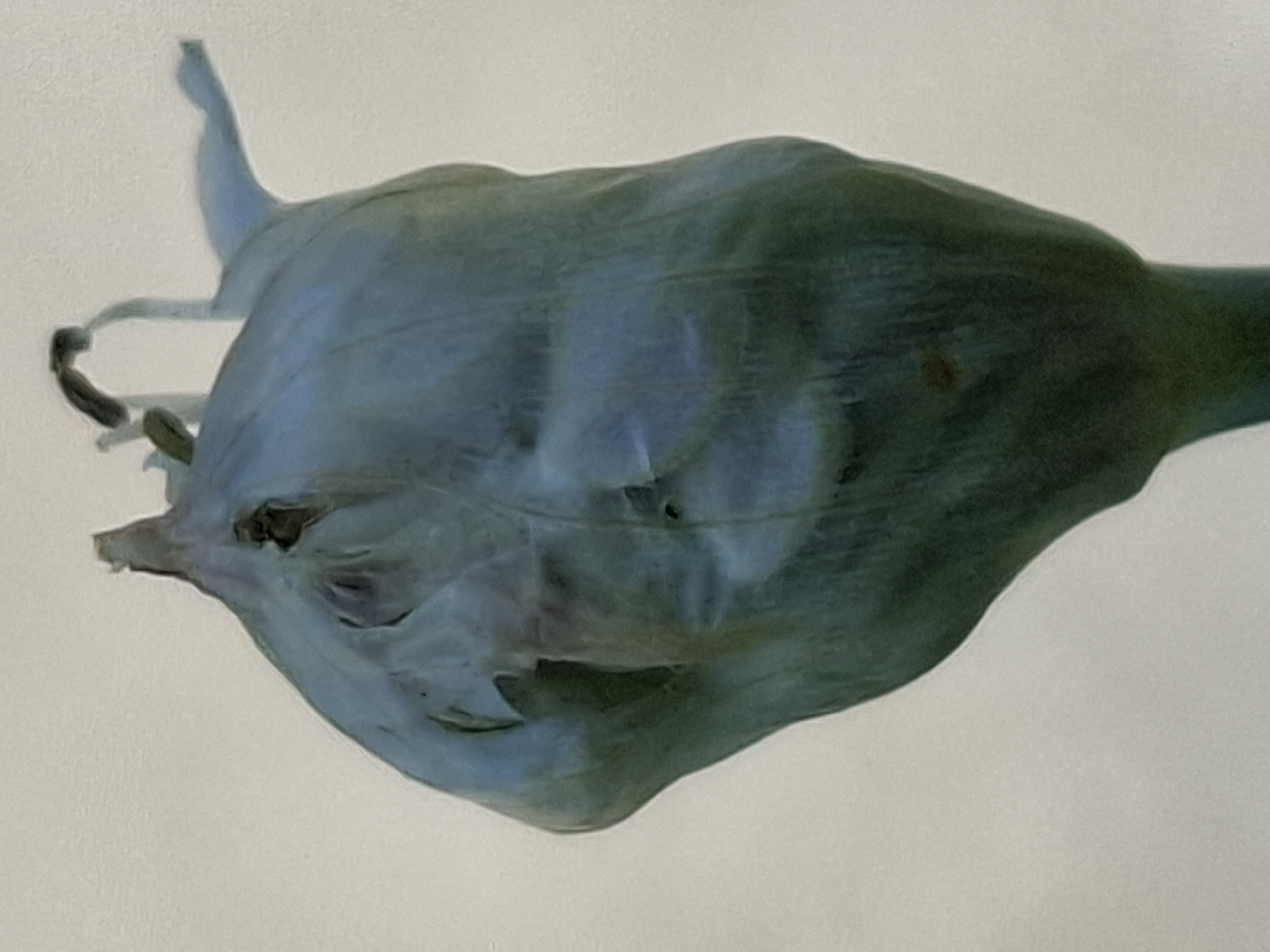 The image is a close-up, vertical shot of a single, unripe allium flower bud against a pale, neutral background. The bud is large and bulbous, with a pointed tip that is slightly damaged and curled. The outer layer of the bud is a translucent, pale blue-green, revealing some darker green or purplish hues beneath. The surface of the bud has a slightly wrinkled or textured appearance, with some areas appearing more opaque and others more diaphanous. A thin, dark filament is visible at the very top of the bud. The lighting is soft and diffused, casting no harsh shadows and highlighting the delicate textures of the bud. The image does not contain any information about the location in Almaty, Kazakhstan, or any people, actions, or interactions.