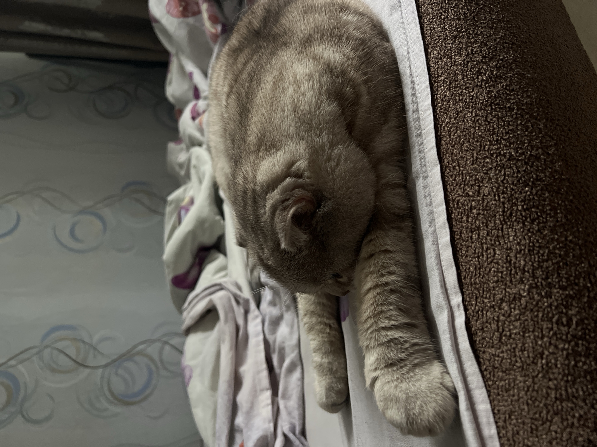 A gray Scottish Fold cat rests on a bed in an indoor environment. The cat is positioned on a white sheet, partially covered by patterned bedding, with a brown upholstered headboard nearby. The wallpaper in the background features a swirling design. The image was taken in Chaikovsky, Russia.