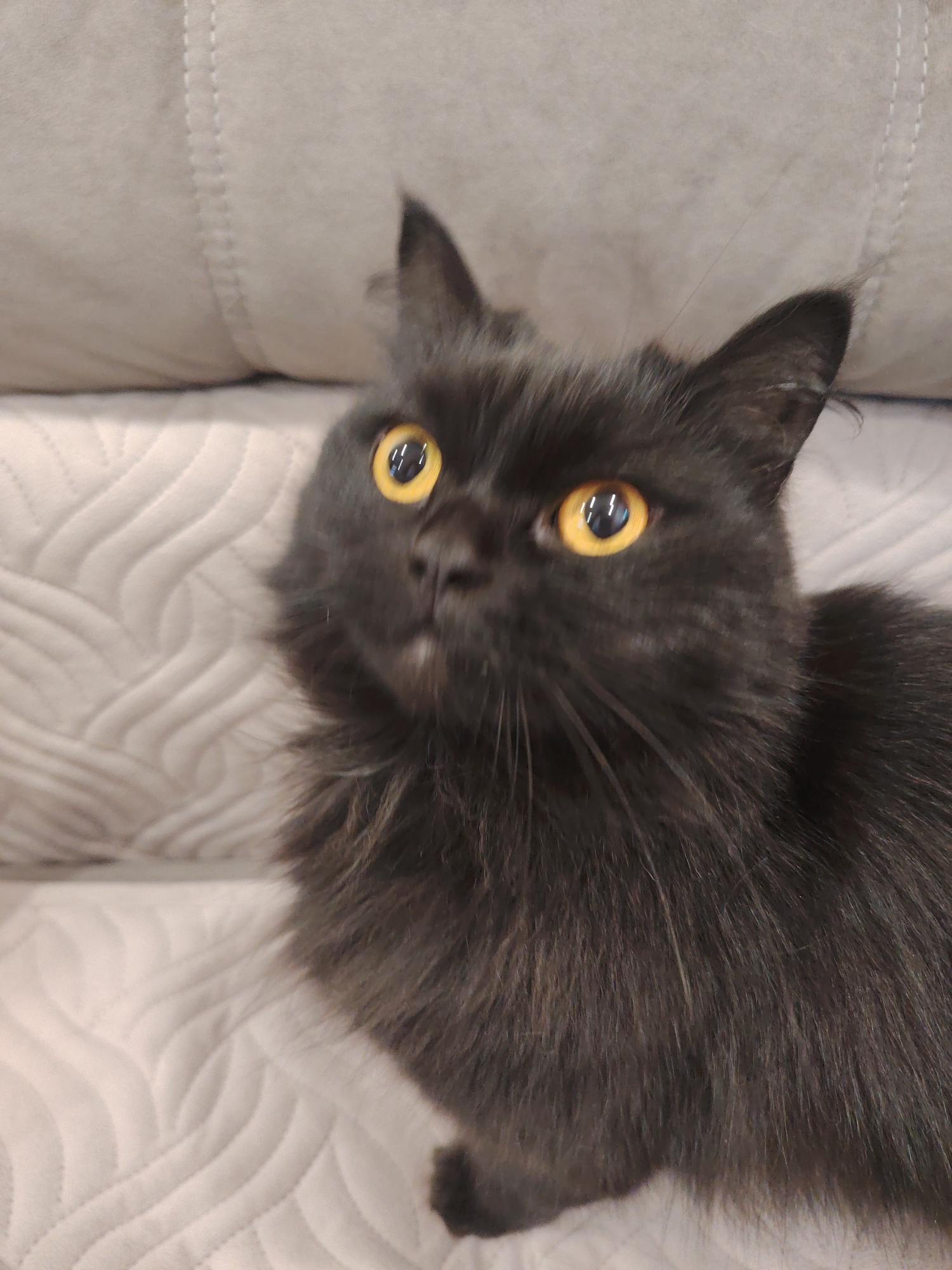 A black cat with bright yellow eyes looks upwards, its face partially obscured by its fur. The cat is positioned on a textured, light-colored surface that appears to be a sofa or mattress, with a darker, quilted surface behind it. The lighting is soft, casting faint shadows. The image is a close-up, focusing on the cat's head and upper body.