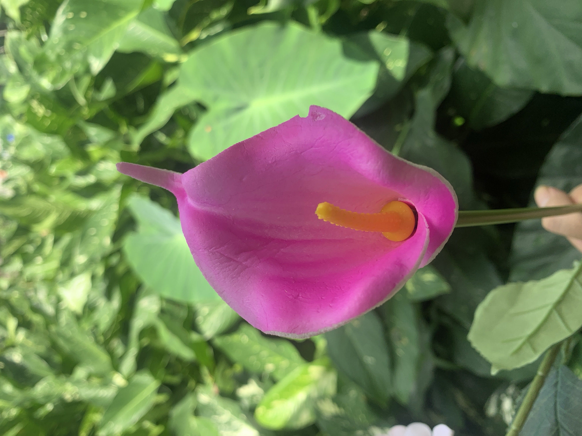 A close-up, head-on shot shows a vibrant pink calla lily with an orange spadix. The flower is held by a person's hand, only the fingertips and thumb are visible. The background consists of lush green foliage. The scene is outdoors, with soft, natural lighting that highlights the details of the flower. The image was taken in Kuala Pembuang, Indonesia.
