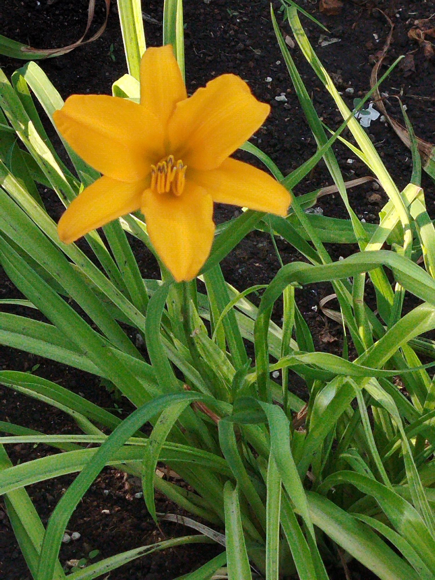 The image shows a close-up of a single, bright orange daylily in bloom. The flower has six pointed petals and a prominent stamen in the center. It is surrounded by lush green, grass-like foliage. The background consists of dark, rich soil with scattered small pebbles and dried plant debris. The lighting suggests it is daytime, with the sun casting shadows and highlighting the textures of the petals and leaves. There are no people or man-made objects visible in the image. The scene appears to be a garden or natural setting. There is no information within the image to determine its specific location in Kokshetau, Kazakhstan.