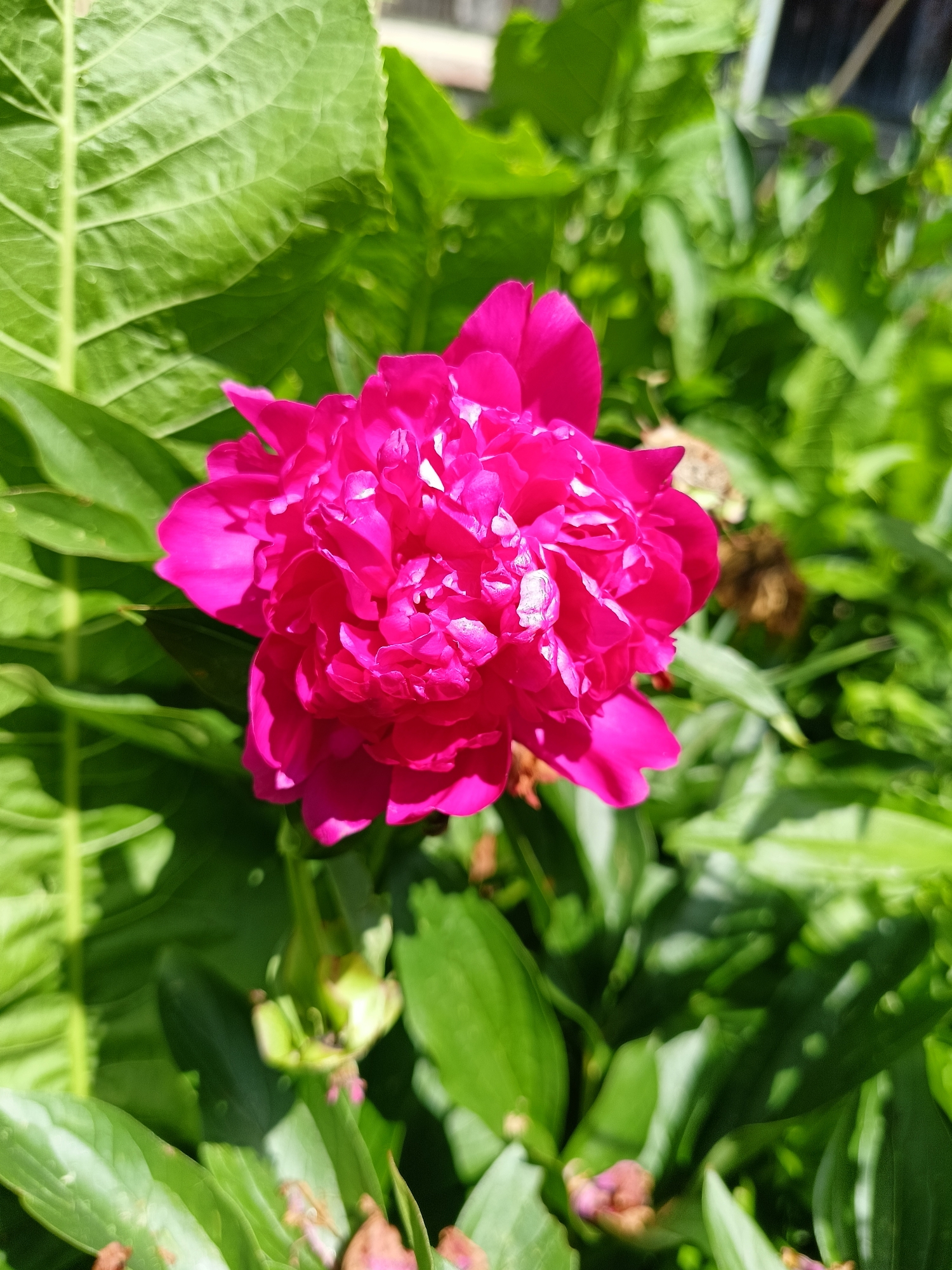 A close-up shot captures a vibrant, magenta peony in full bloom, its petals layered and intricate, catching the sunlight. The flower is nestled amongst lush, green foliage, with large leaves providing a backdrop and some smaller, unopened buds visible below. The scene appears to be in an outdoor garden setting, possibly in the city of Lagovskoe, Russia, suggested by the natural lighting and the presence of plants. The focus is sharp on the peony, while the background is softly blurred, creating a sense of depth. No people or specific structures are discernible within the frame.