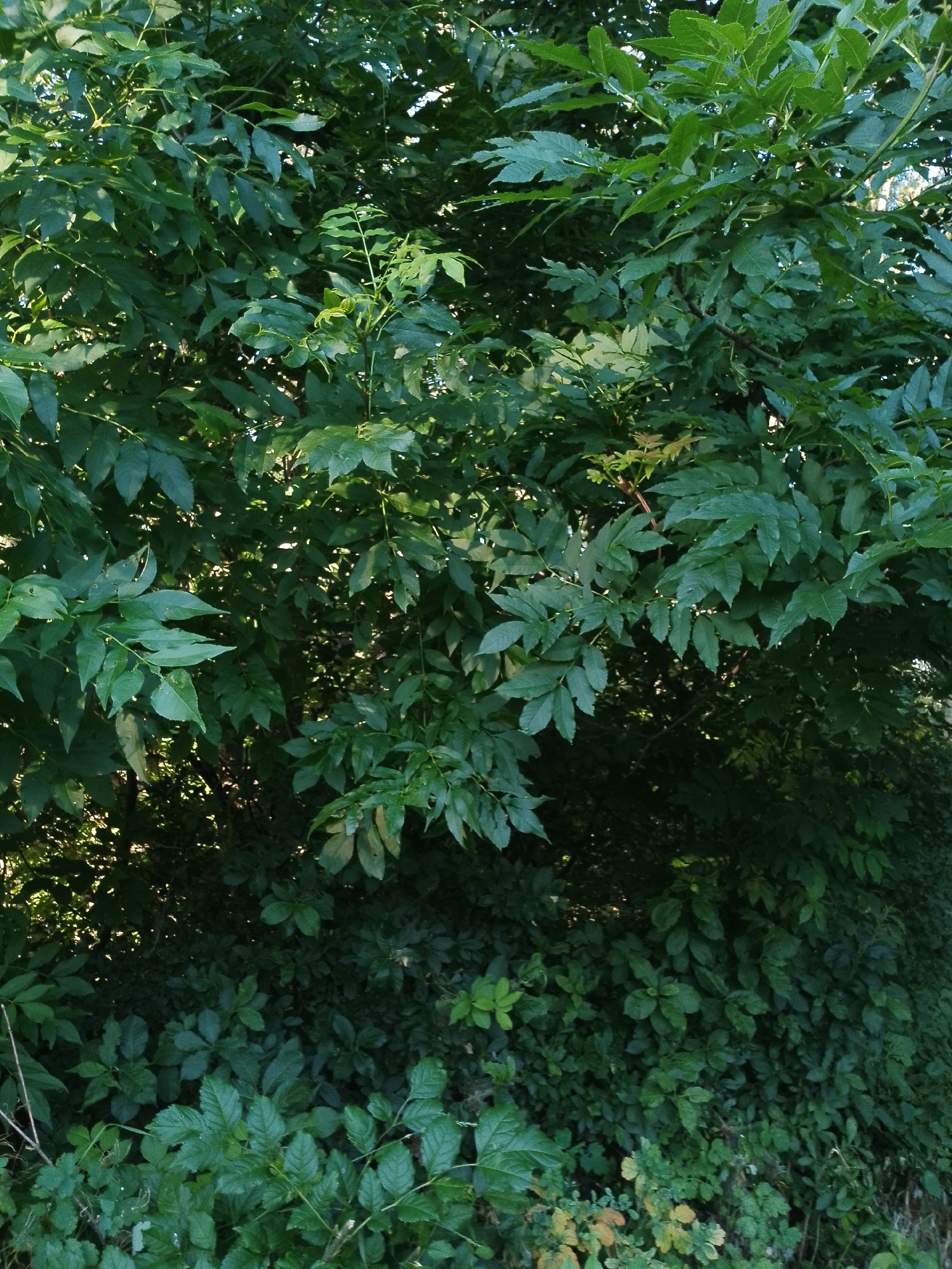 The image depicts a dense canopy of green foliage, dominated by the leaves of a tree. The leaves are compound, with multiple leaflets attached to a central stem, and they exhibit a variety of shades of green, suggesting varying degrees of light exposure. Some leaves are brightly lit by sunlight filtering through the branches, while others are in shadow, creating a dappled effect. The lower portion of the image reveals a dense undergrowth of smaller plants and leaves, also predominantly green. The overall impression is one of a lush, overgrown natural setting, possibly a forest or a heavily vegetated area. The lighting suggests it is daytime, with the sun high enough to cast shadows. There are no people, objects, or text visible in the image. The scene is static, showing a still moment in nature.