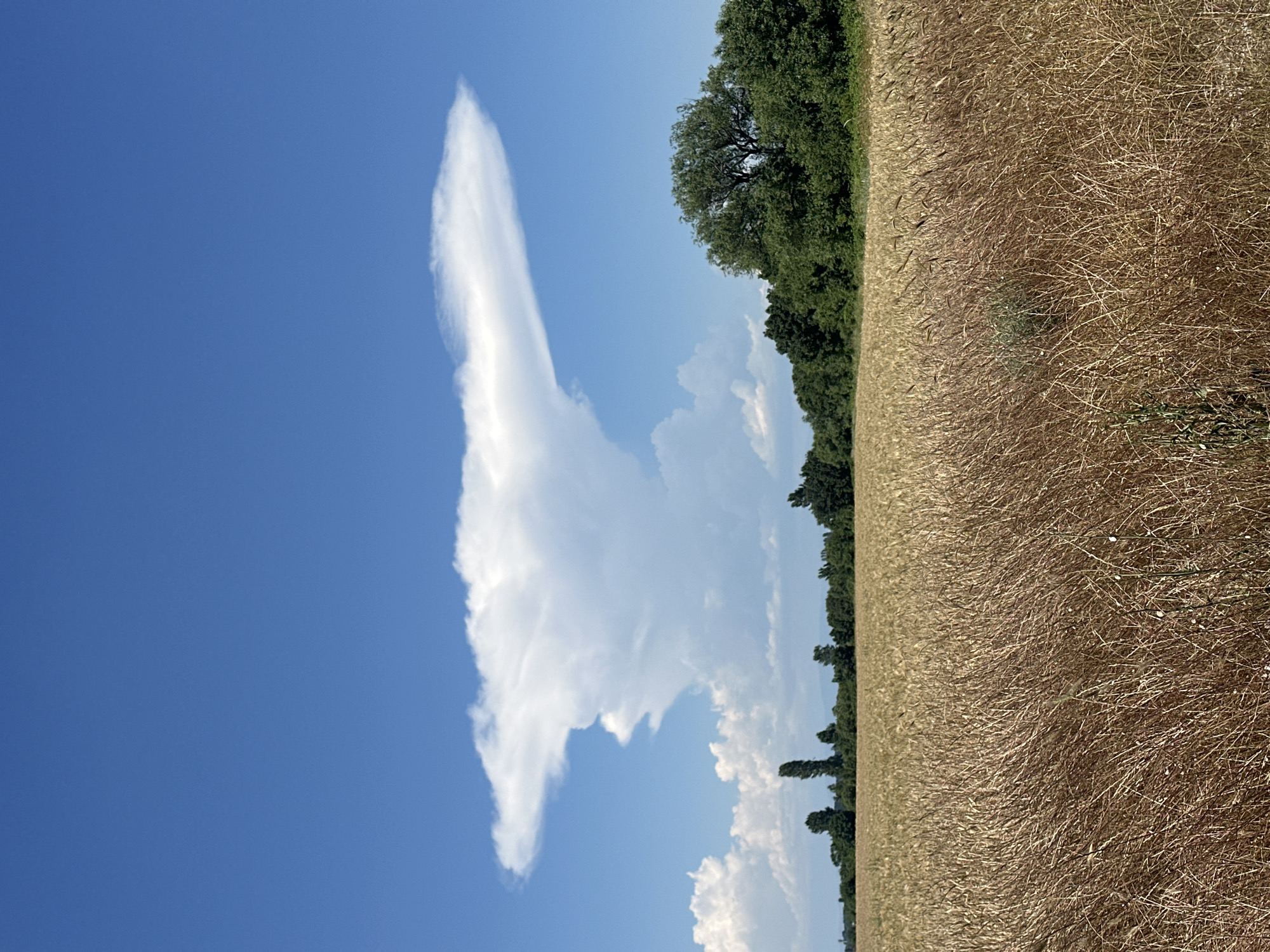 An outdoor, eye-level, vertical, medium shot captures a landscape scene under a bright blue sky in Muldava, Bulgaria. The foreground is dominated by a vast, golden field of dry wheat stalks, densely packed and stretching into the distance. The middle ground reveals a line of dark green trees forming a forest that borders the field, with several tall, slender trees punctuating the treeline on the left. Above the trees, a dramatic, anvil-shaped cloud formation hangs in the sky, its white mass contrasting sharply with the azure backdrop. The overall impression is one of a rural, agricultural setting on a clear, sunny day.