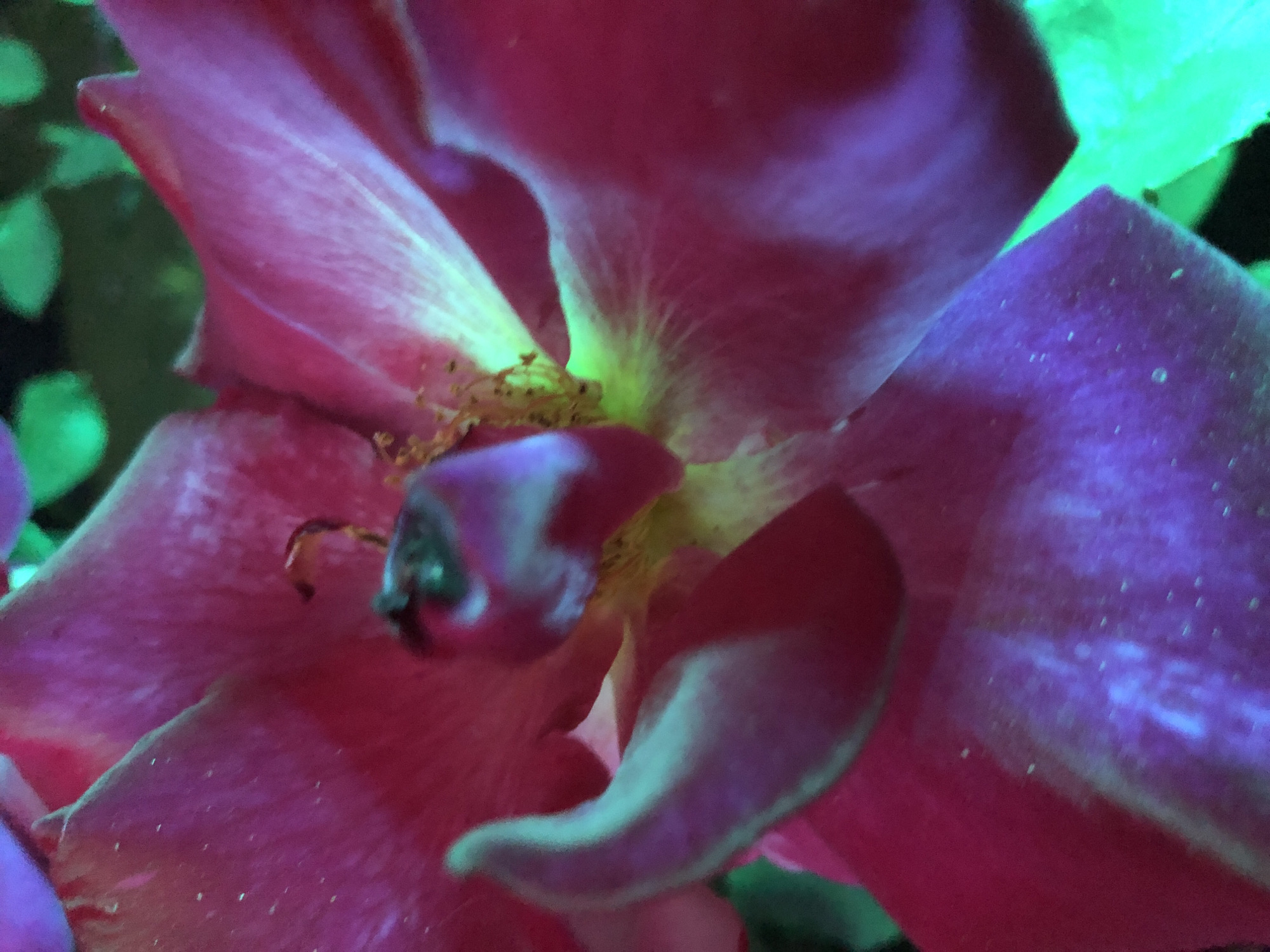 A close-up, macro photograph shows a pink and purple flower with a bright green background. The flower's petals are layered and textured, with some appearing velvety and others smooth and iridescent. In the center of the flower, a dark, bulbous stamen is visible, surrounded by delicate yellow filaments. The lighting is dramatic, with shadows and highlights emphasizing the flower's contours and adding a mystical quality. The green background is softly blurred, suggesting it is out of focus, and it emanates a vibrant, almost fluorescent glow. The overall impression is one of intense color saturation and intricate detail, capturing the delicate beauty of the flower.