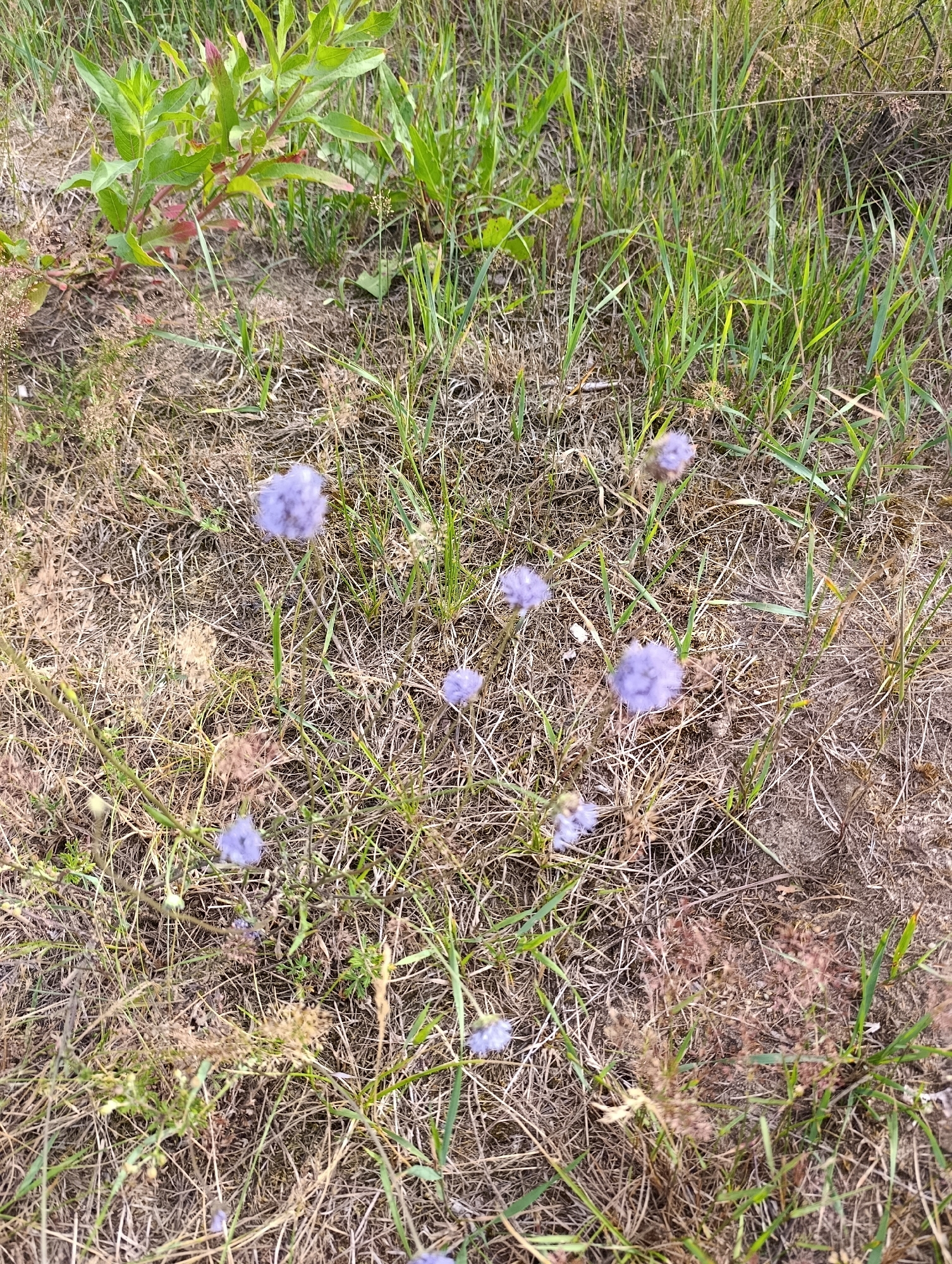 The image depicts a ground-level view of a patch of dry grass and sparse vegetation with a few small, fluffy, purple flowers scattered throughout. In the upper left corner, a cluster of green leaves with red stems is visible, suggesting a larger plant. The ground is covered in dry, brown grass and some sandy soil. The lighting suggests an outdoor environment, possibly in a natural or undeveloped area. There are no people, structures, or man-made objects clearly identifiable in the image. The image is an outdoor scene of a wild or uncultivated area.